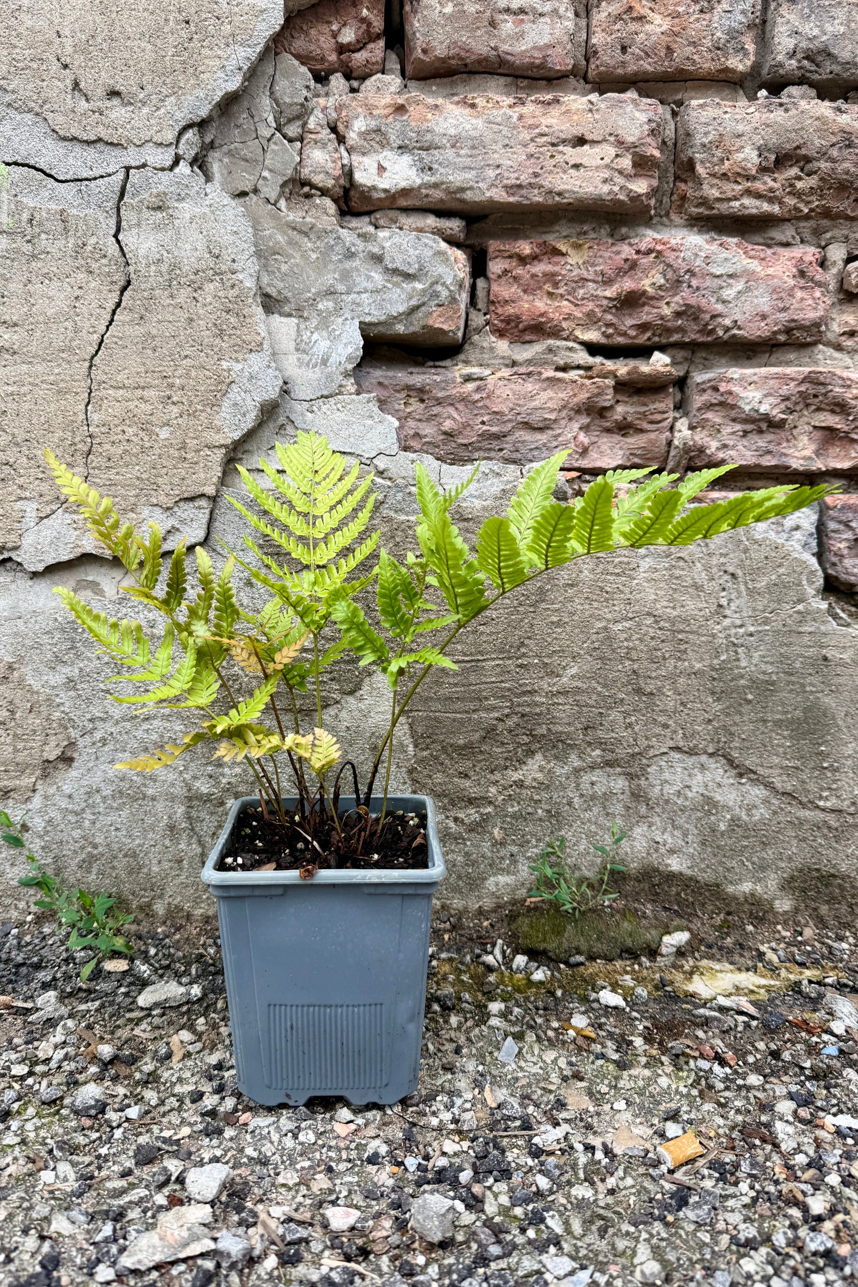 Dryopteris e. 'Brilliance' in a 1 quart container, the beginning of July ©Sprout Home