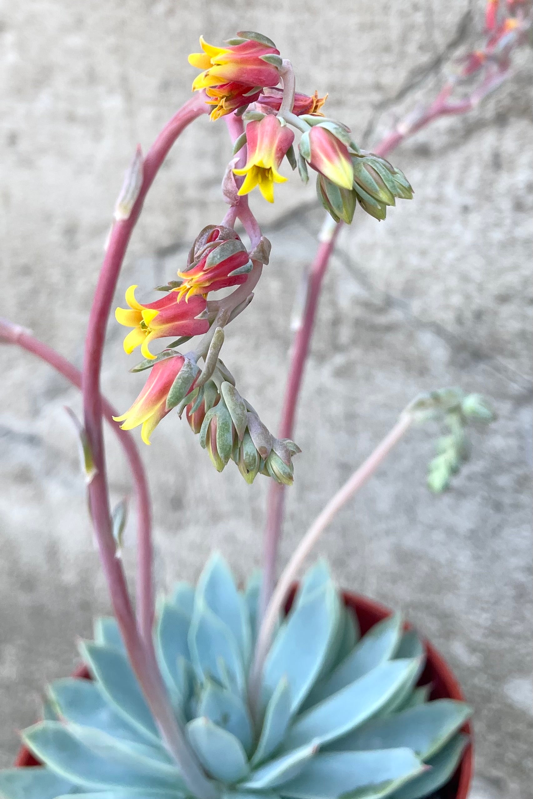 flowering succulents echeveria Echeveria 4" at SPROUT HOME