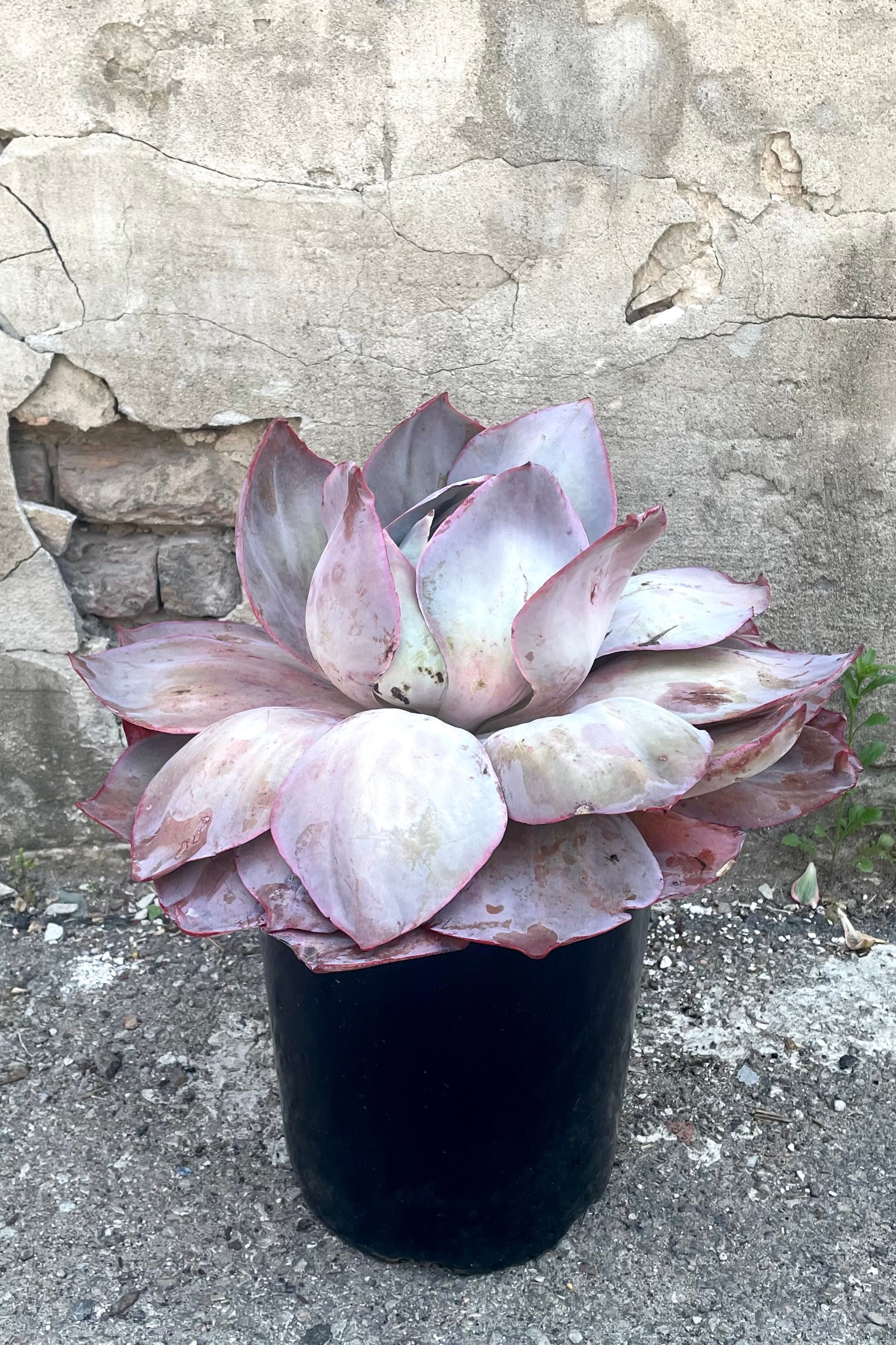 A full view of Echeveria #5 variation in gallon pot against concrete backdrop ©Sprout Home