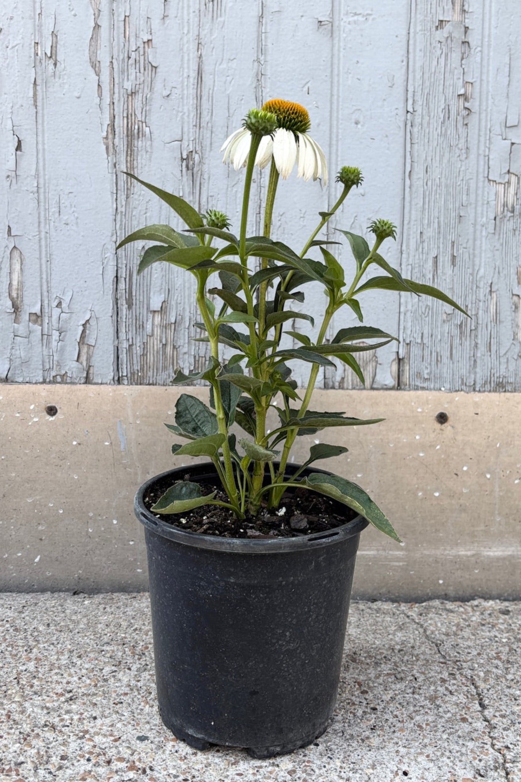 Potted Echinacea plant with white flowers and green leaves against a grey wall ©Sprout Home