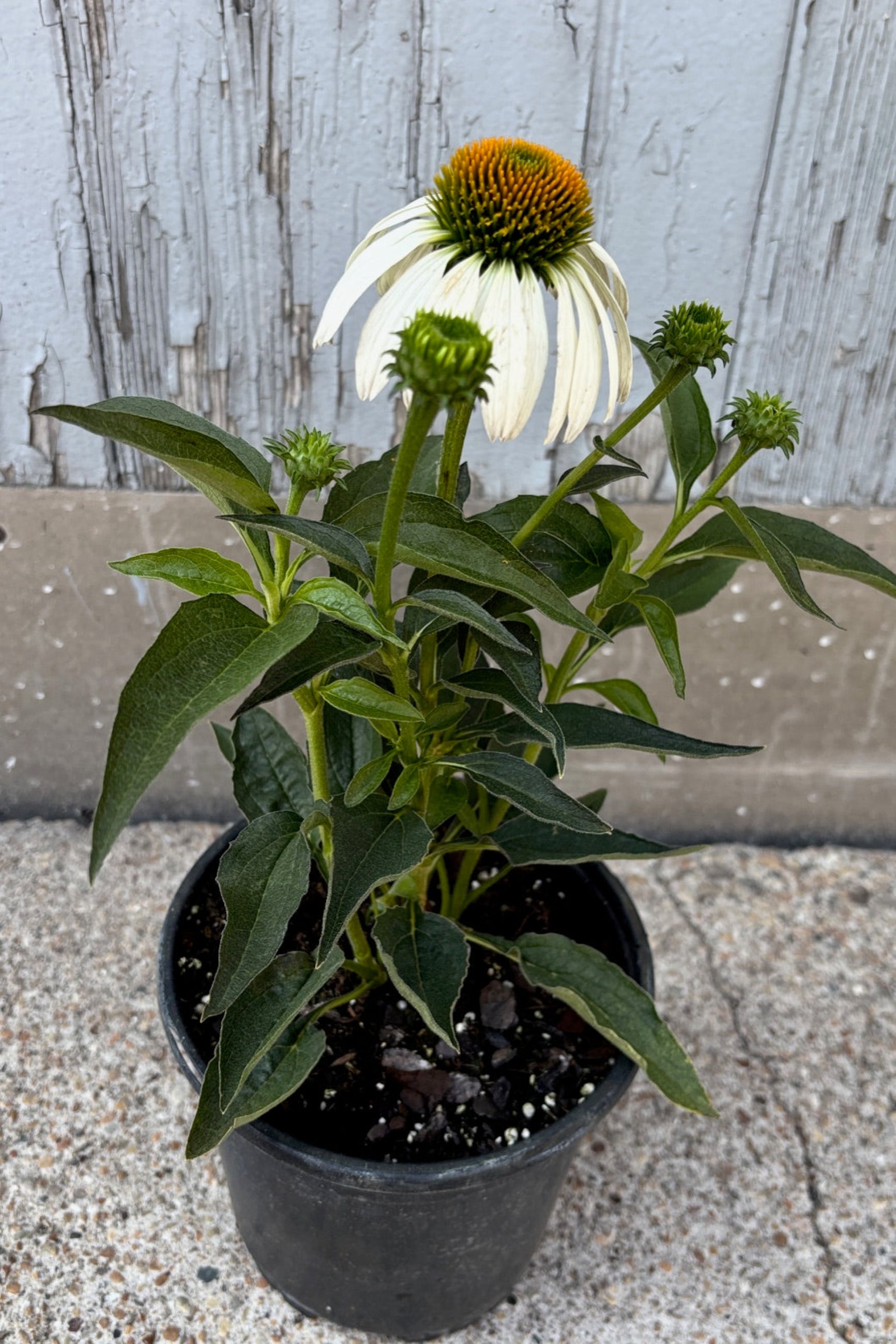 Top view of potted Echinacea plant with white flowers and green leaves against a grey wall ©Sprout Home