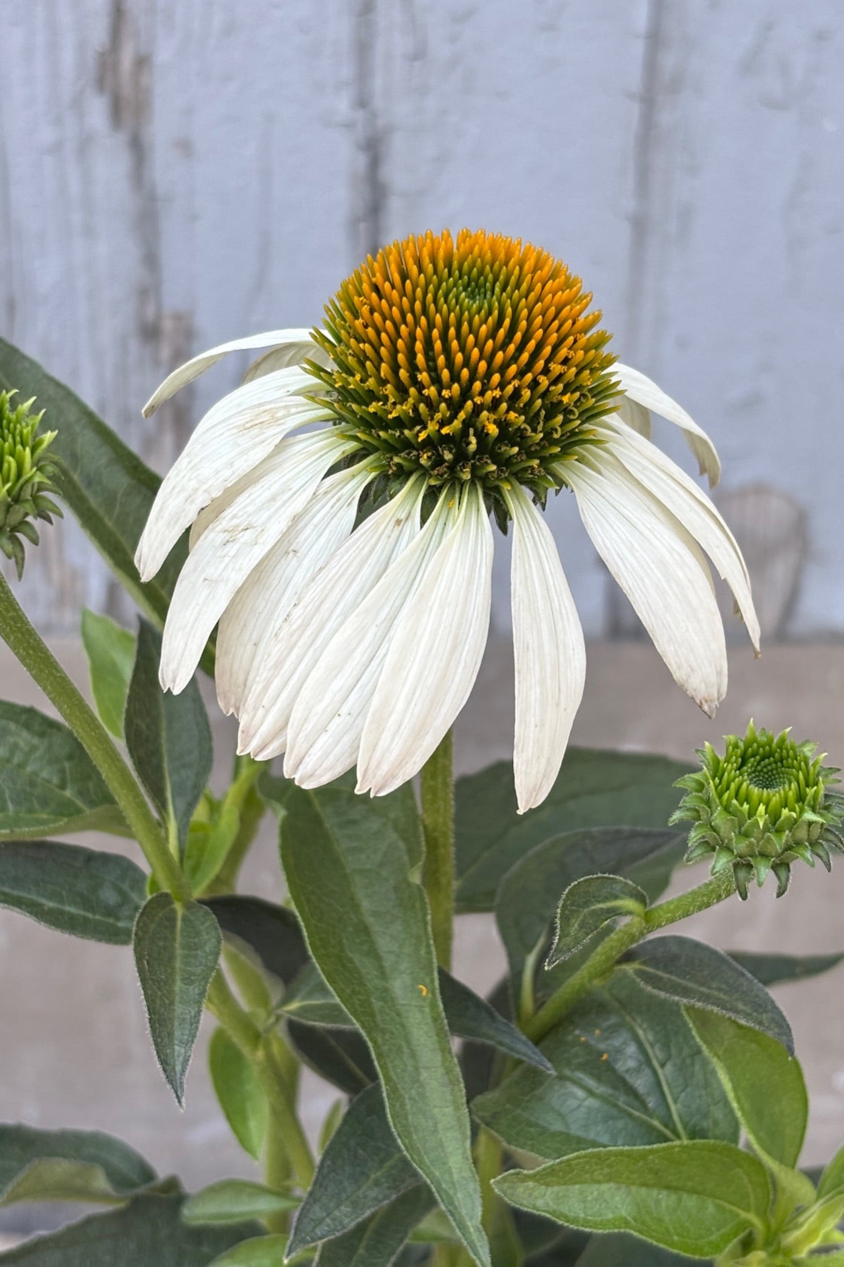 White coneflower with green leaves against a wooden background