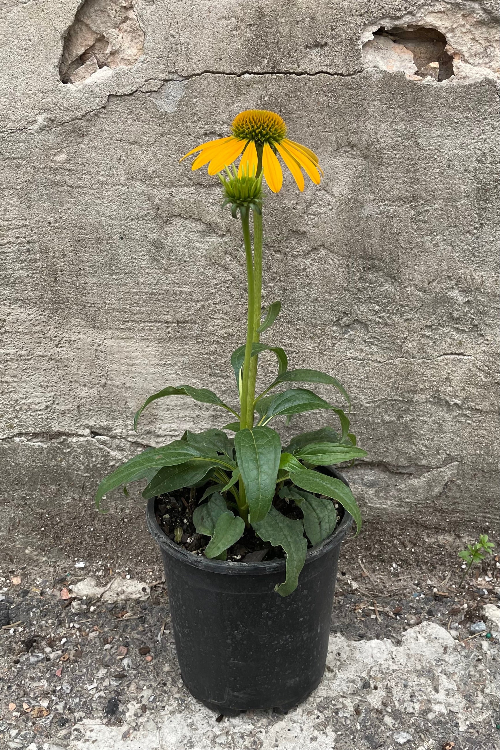 Echinacea 'Cheyenne Spirit' in a #1 growers pot with a yellow flower bloom and bud the end of June. ©Sprout Home