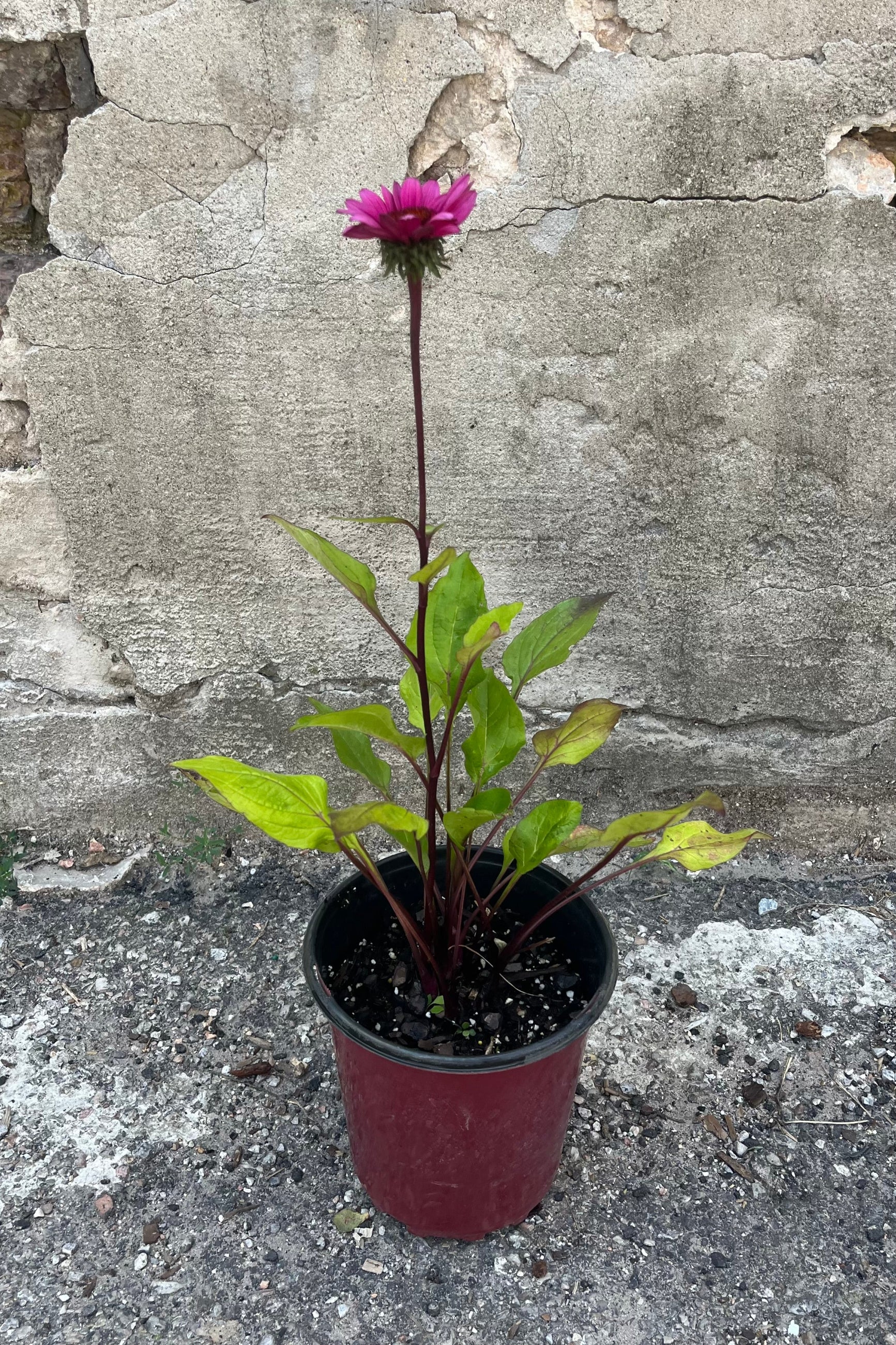 Image of Echinacea hybrid 'Fatal Attraction' in #1 growers pot, in mid-summer, early August. Featuring a straight and tall, deep purple-pink flower on a dark red stem ©Sprout Home