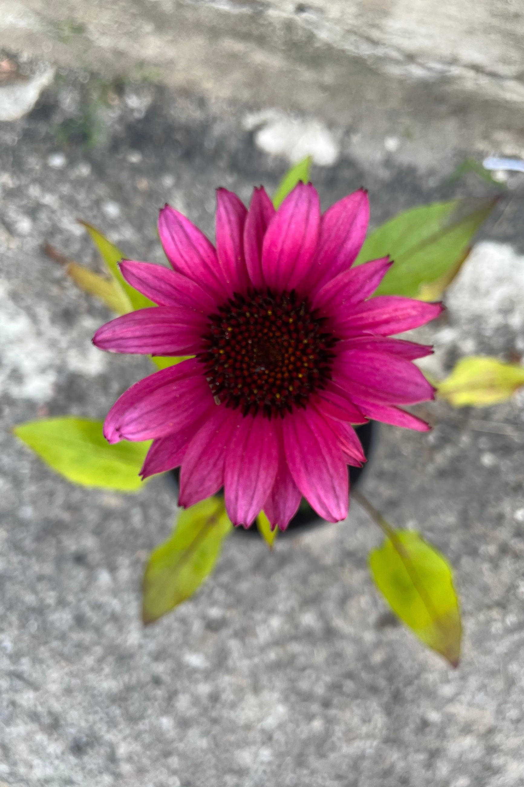Detail image of Echinacea hybrid 'Fatal Attraction' taken in mid-summer, early August. Deep purple-pink flower with dark magenta center ©Sprout Home