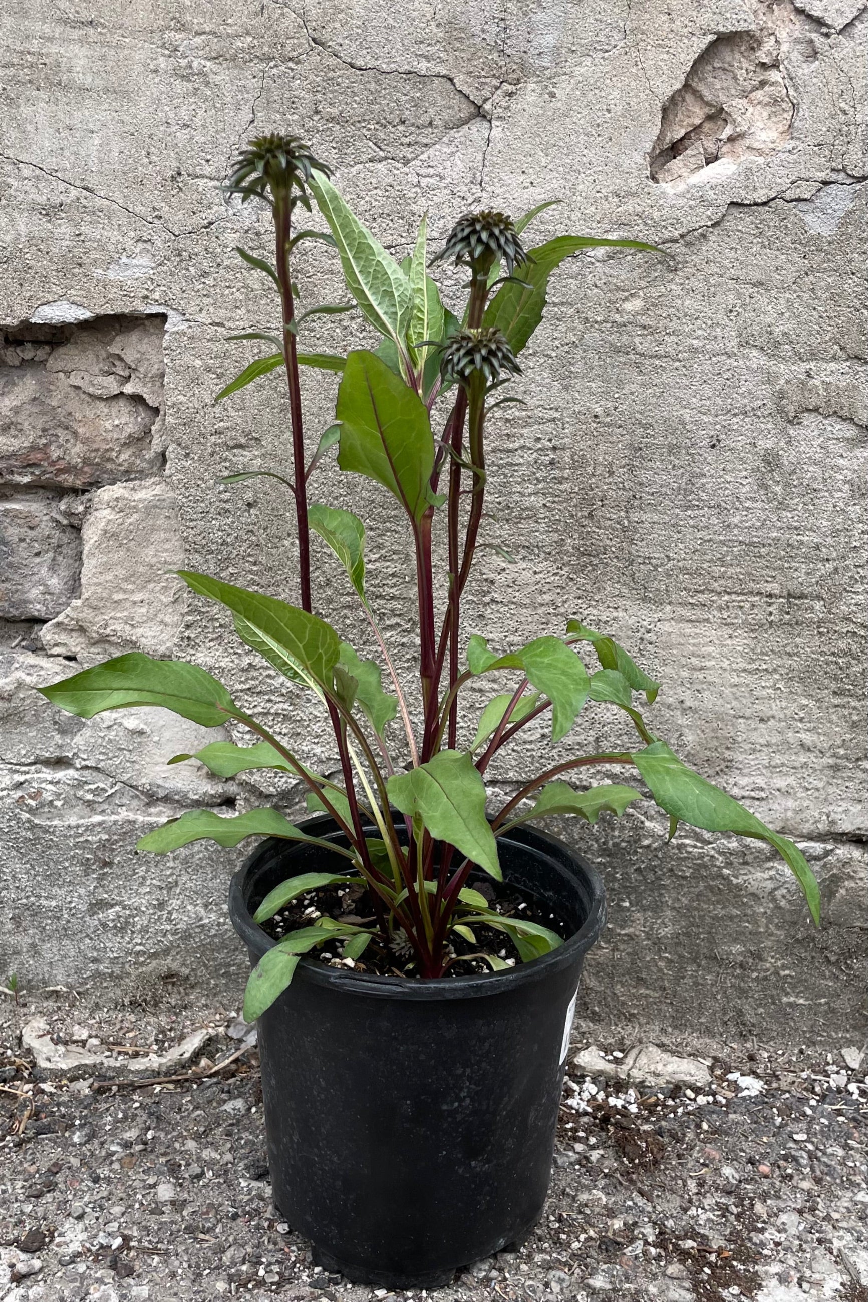 Echinacea 'Fatal Attraction' in a #1 growers pot the end of May just starting to develop its flowers ©Sprout Home