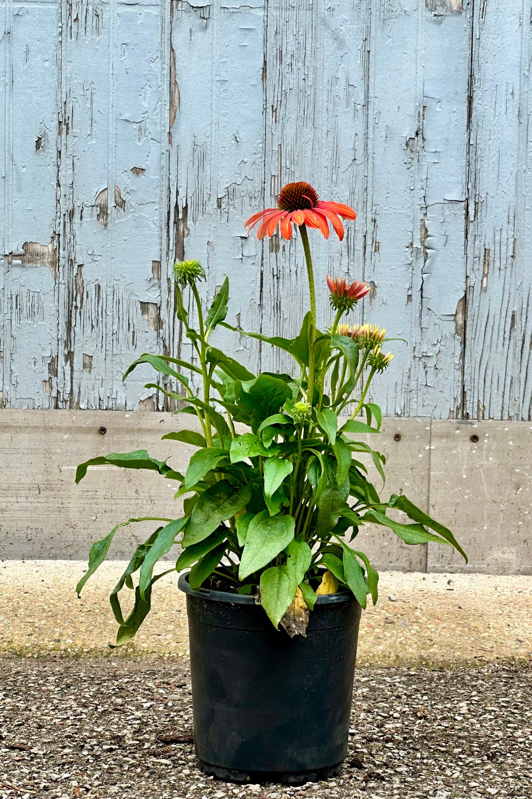 Echinacea 'Julia' in a #1 growers pot in bloom the middle to end of June. ©Sprout Home