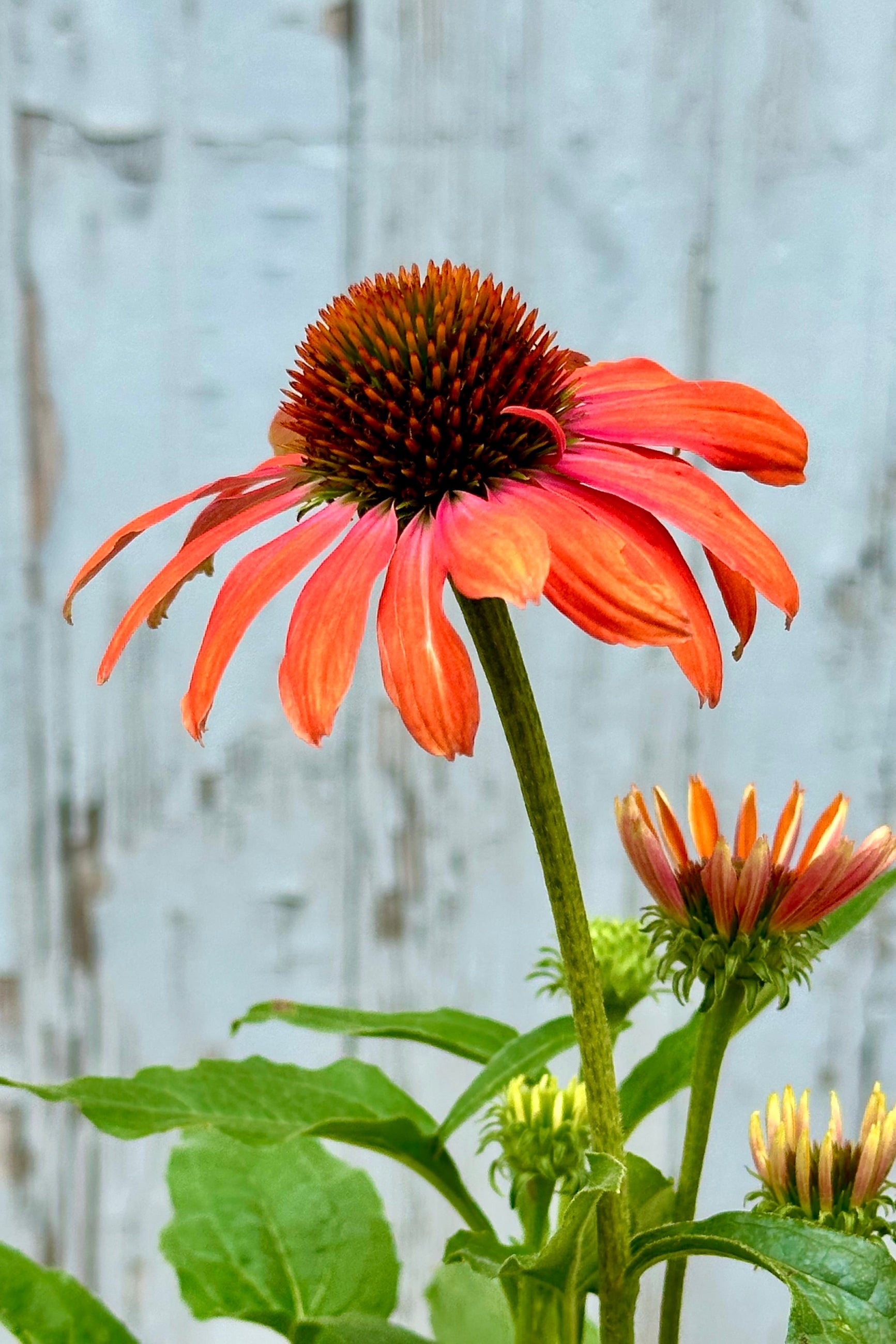 The orange flowers of Echinacea 'Julia' mid to late June at Sprout Home ©Sprout Home