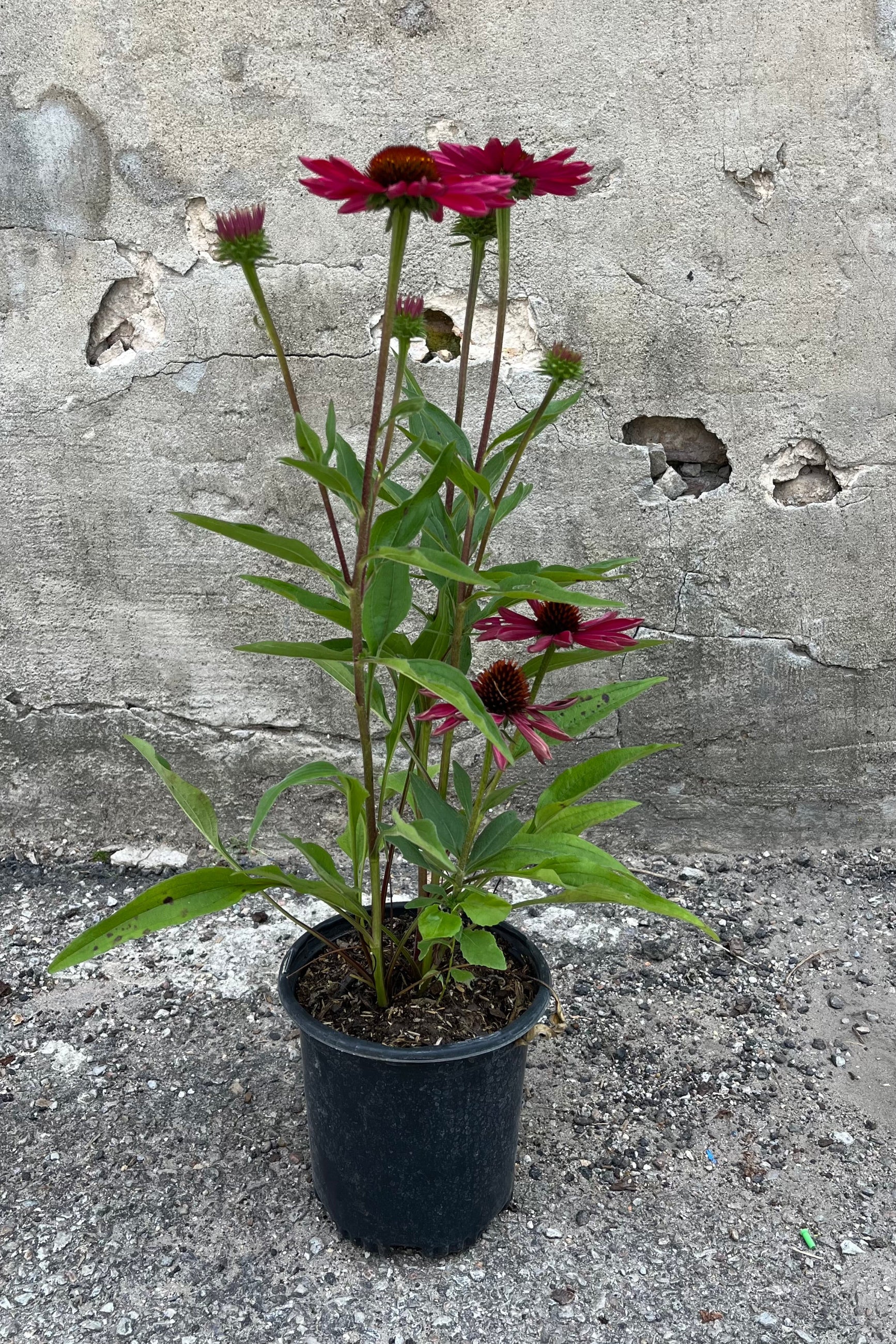 Echinacea hybrid Kismet 'Raspberry' in a #1 growers pot showing tall dark green stems and open pink blooms at sprout in mid-August ©Sprout Home