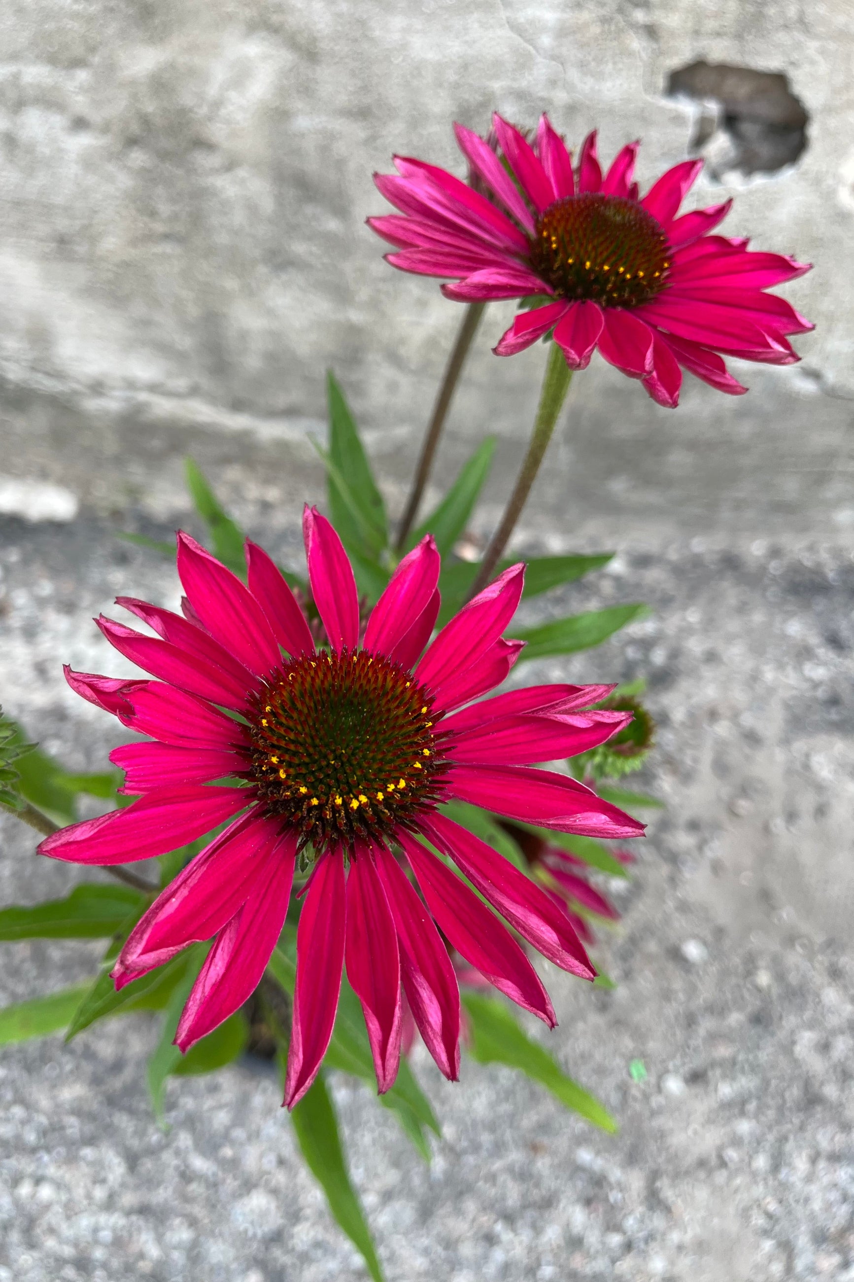 detail image of Echinacea hybrid Kismet 'Raspberry' with bright pink flowers around a brown center stamen ©Sprout Home
