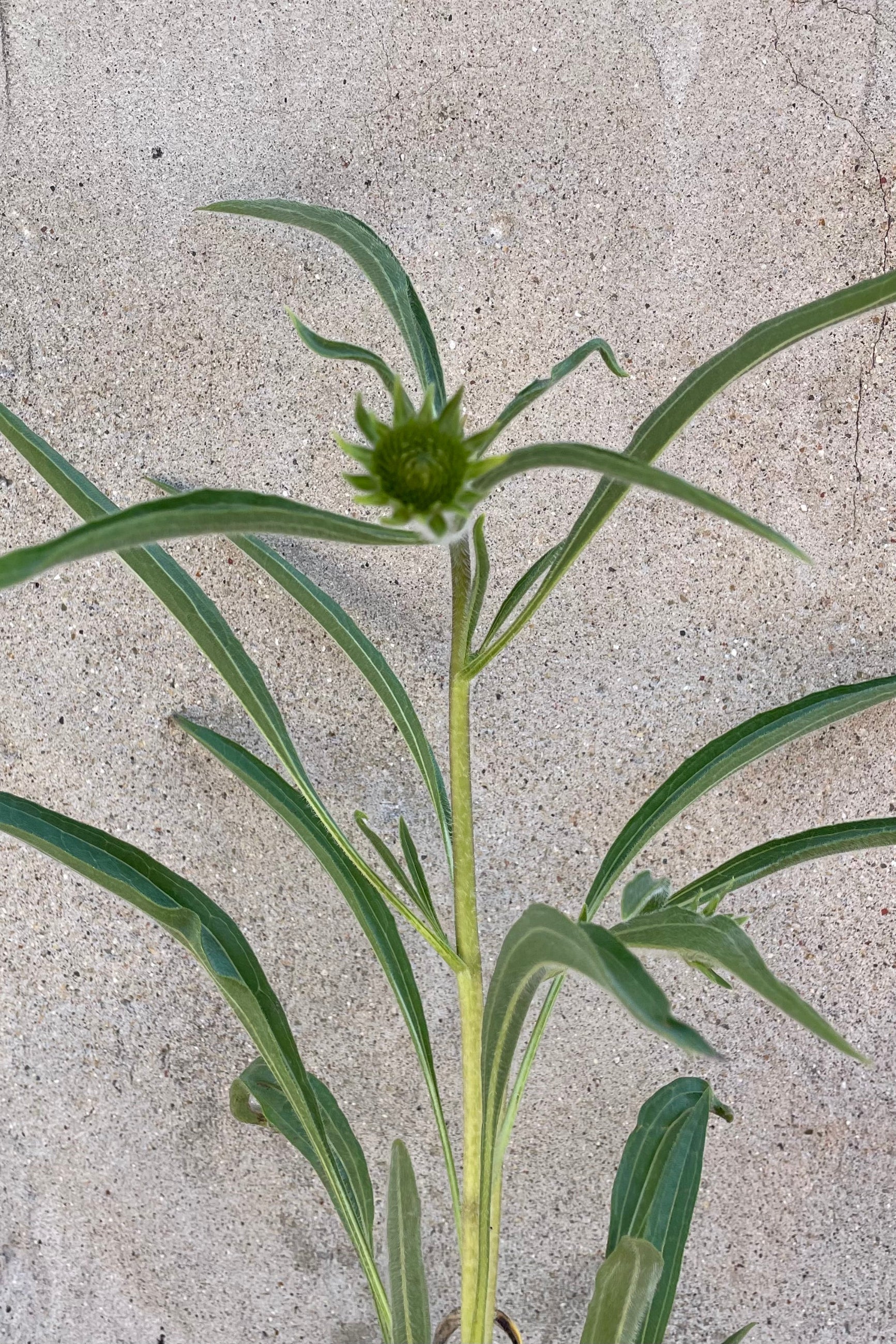 Detail picture of the bud of the Echinacea pallida the beginning of June before actual flowering. ©Sprout Home