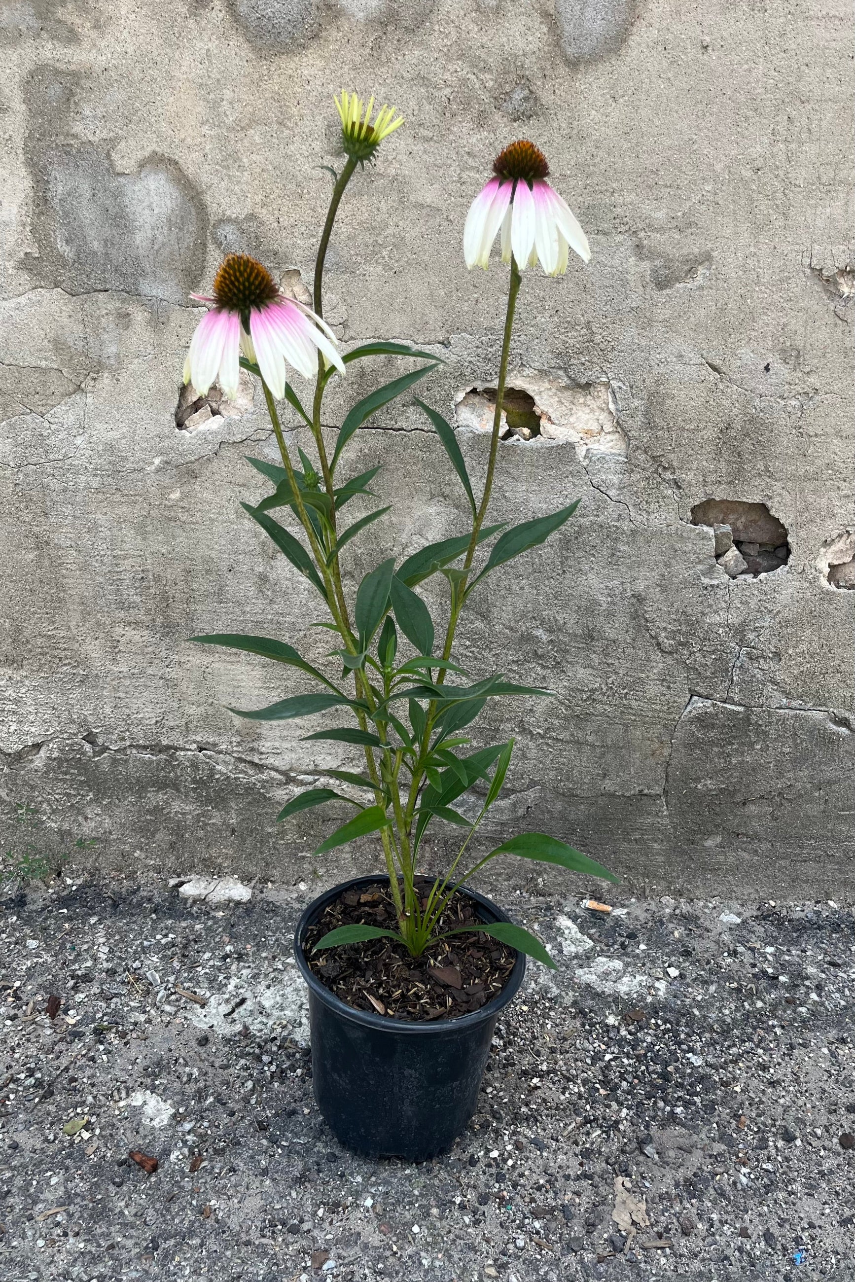 Image of Echinacea x hybrida 'Pretty Parasols' in a #1 growers pot in midsummer, early August, showing long green stems holding three beautiful bicolor coneflowers with light pink to white petals surrounding a yellow brown center ©Sprout Home