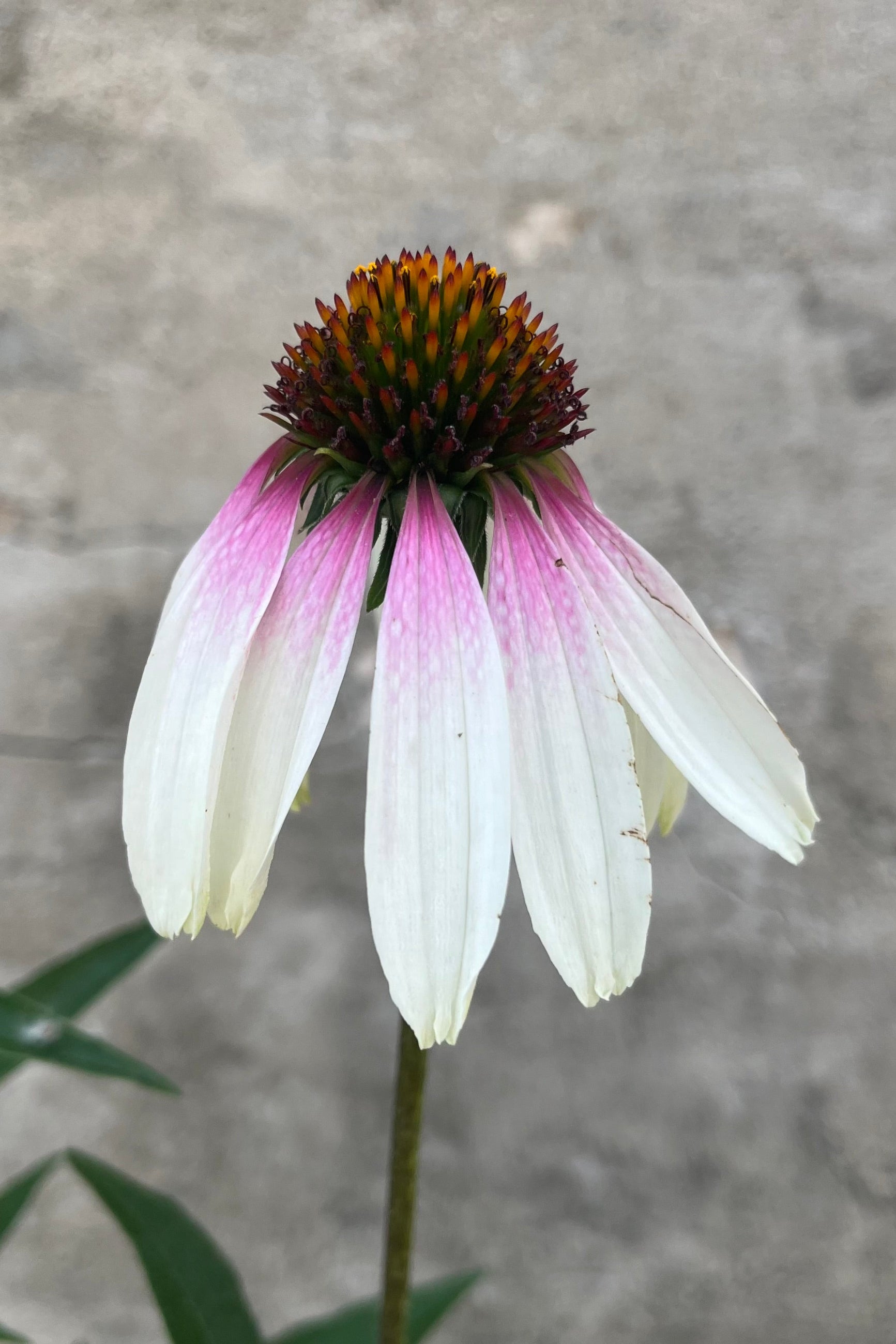 detail image of Echinacea x hybrida 'Pretty Parasols' showing beautiful bicolor coneflower with light pink to white petals surrounding a yellow brown center ©Sprout Home