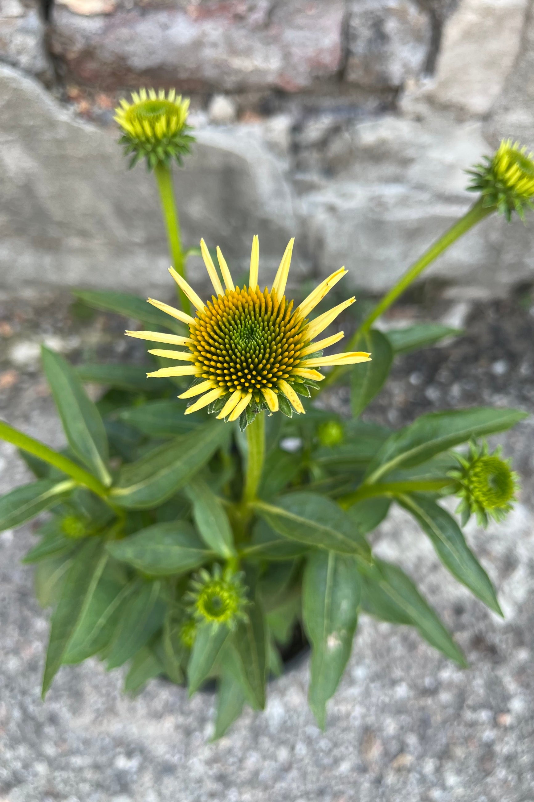 Detail image of Echinacea 'Sombrero Lemon Yellow' Coneflower showing a bright, daisy-like yellow flower, July. ©Sprout Home