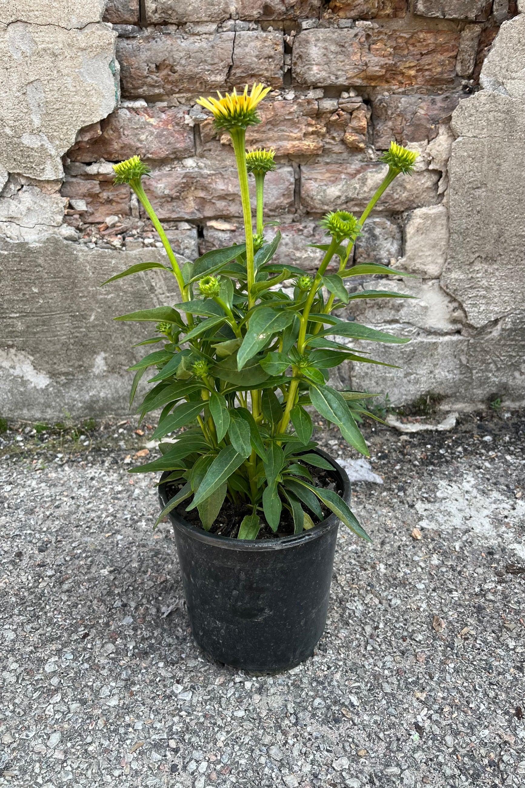 Image of Echinacea 'Sombrero Lemon Yellow' Coneflower in 1 gallon growers pot, July. ©Sprout Home