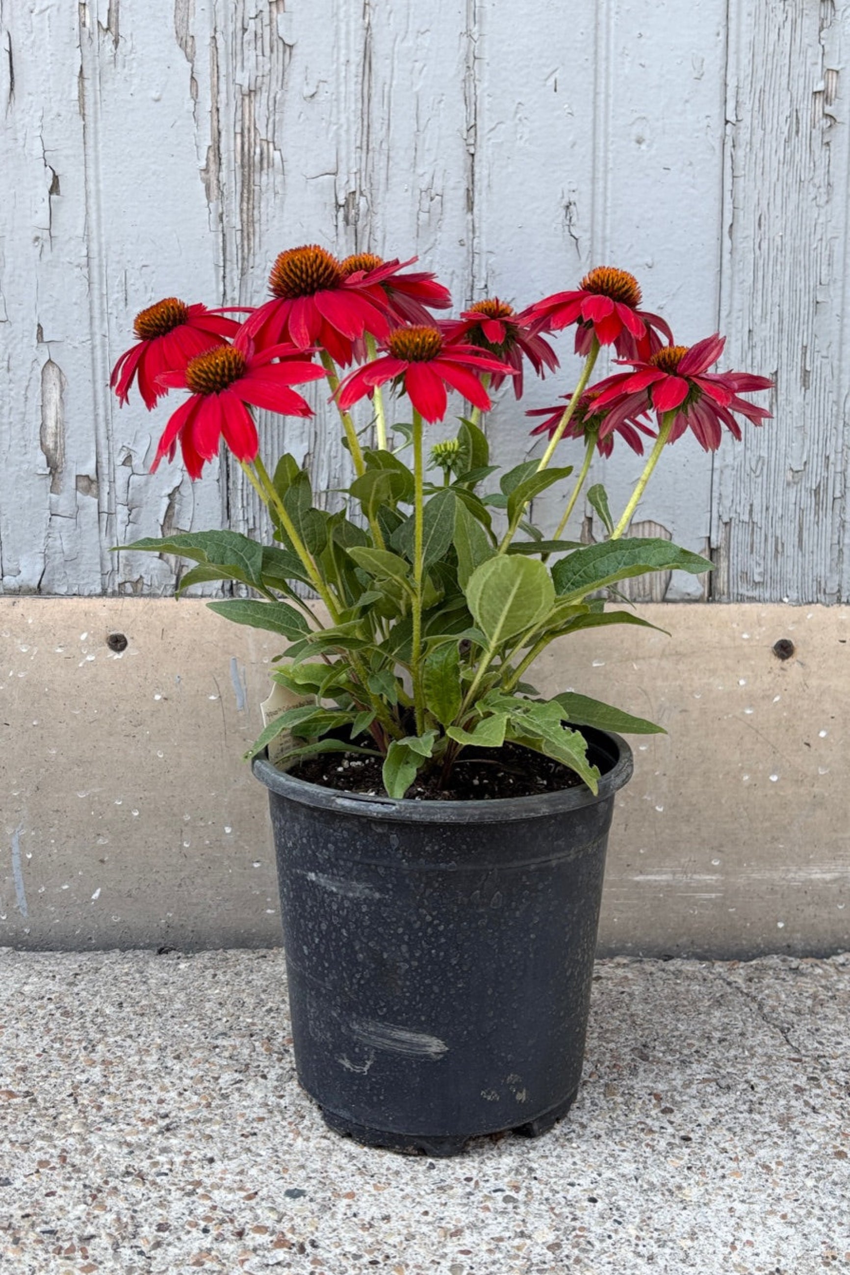 Potted Echinacea plant with red flowers in front of a grey wall ©Sprout Home