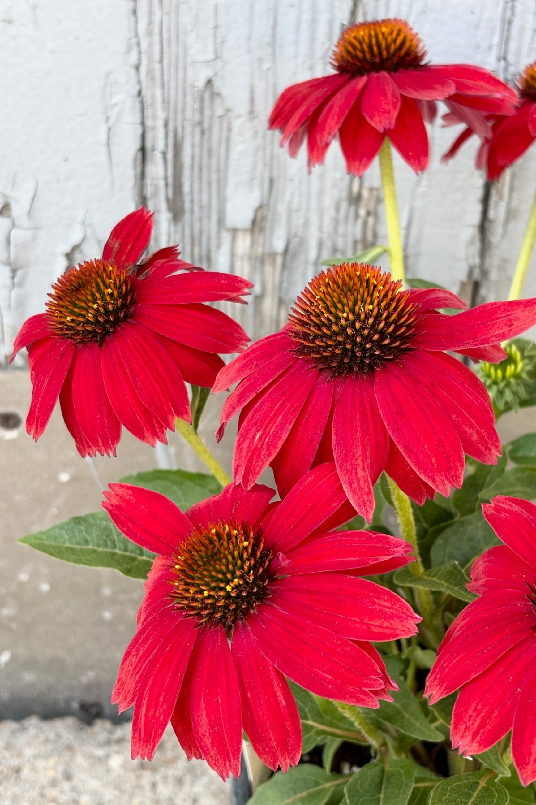 Echinacea 'Artisan Red Ombre' #1