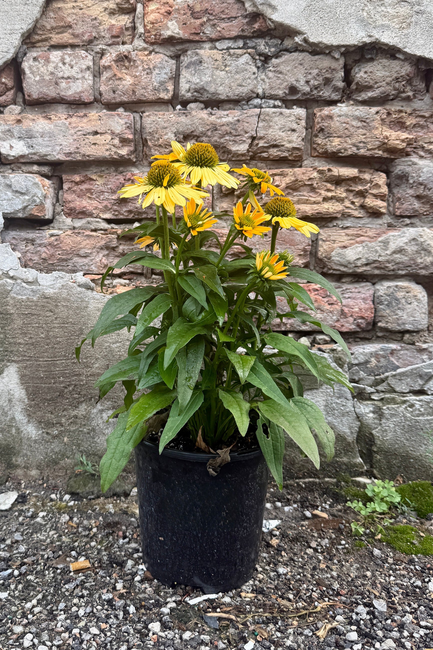 Echinacea 'Artisan Yellow Ombre' in a #1 growers pot in bloom the beginning of July against a brick wall ©Sprout Home