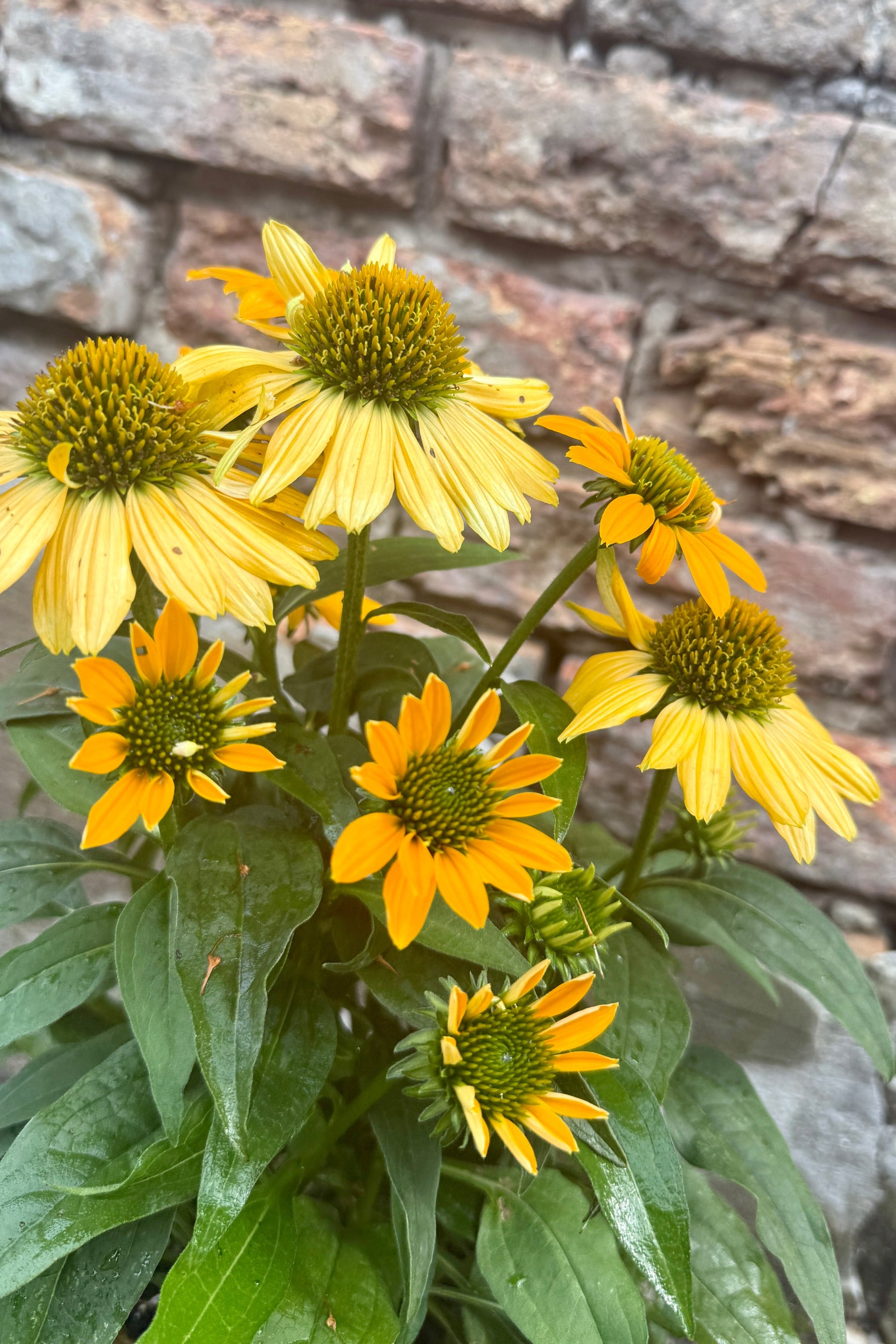 Echinacea 'Artisan Yellow Ombre' flowers up close the beginning of July against a brick wall ©Sprout Home