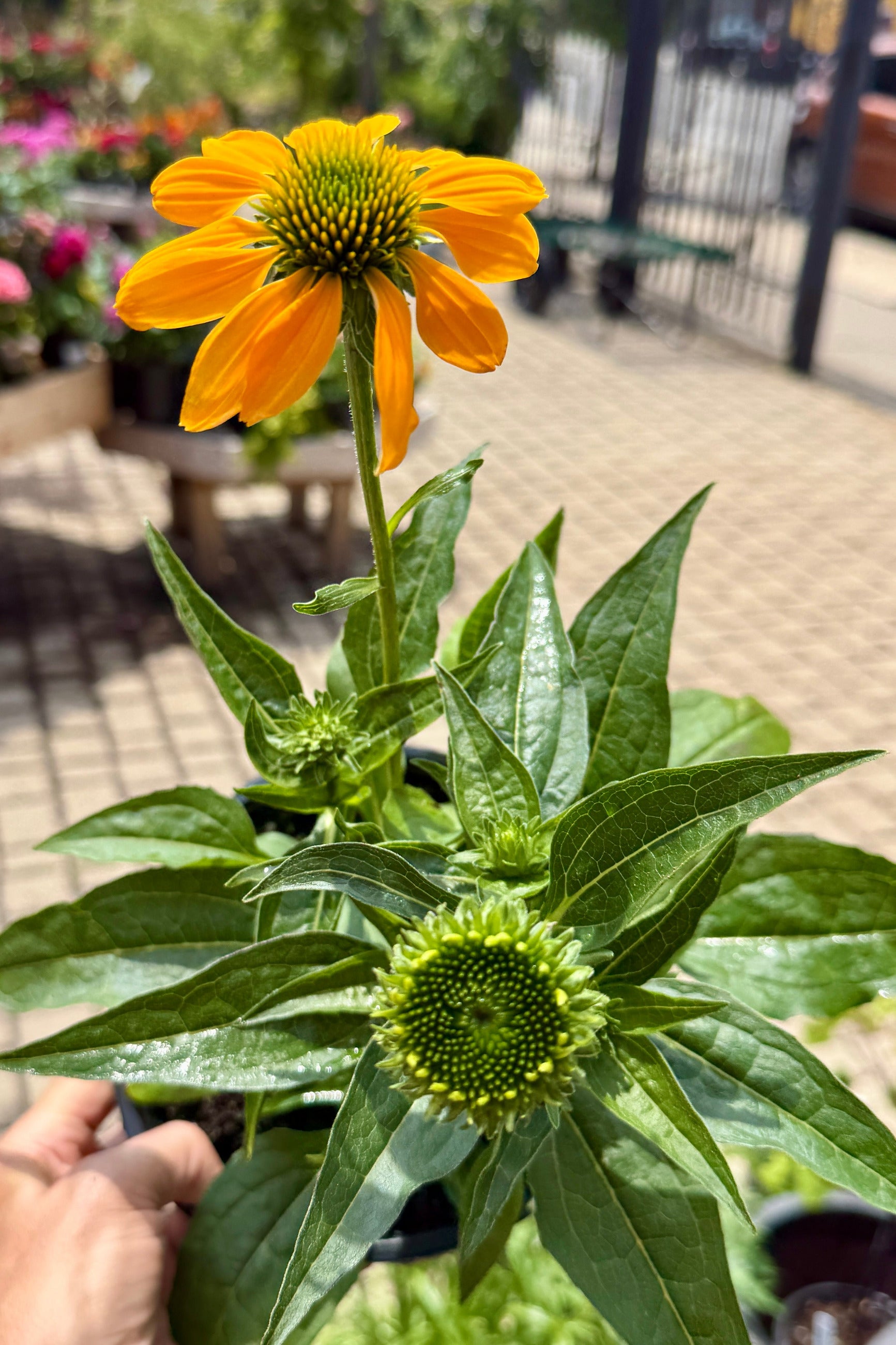 Close-up of a bright yellow Echinacea 'Artisan Yellow Ombre' flower the beginning of June with green leaves, held by a hand against a blurred outdoor background. ©Sprout Home