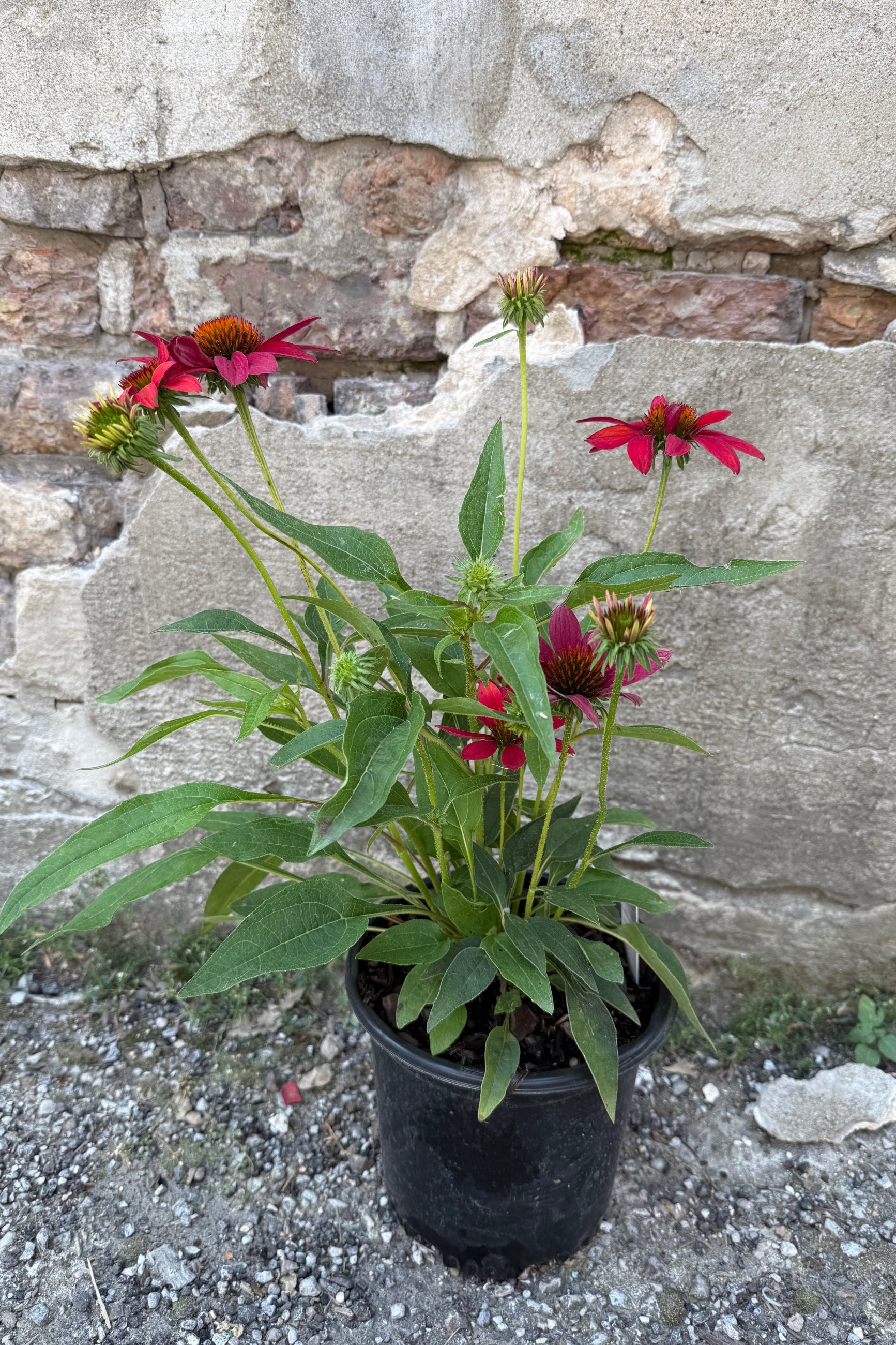Echinacea 'Sombrero Tres Amigos' in a #1 growers pot in bud and bloom stage the beginning of August against a concrete wall ©Sprout Home