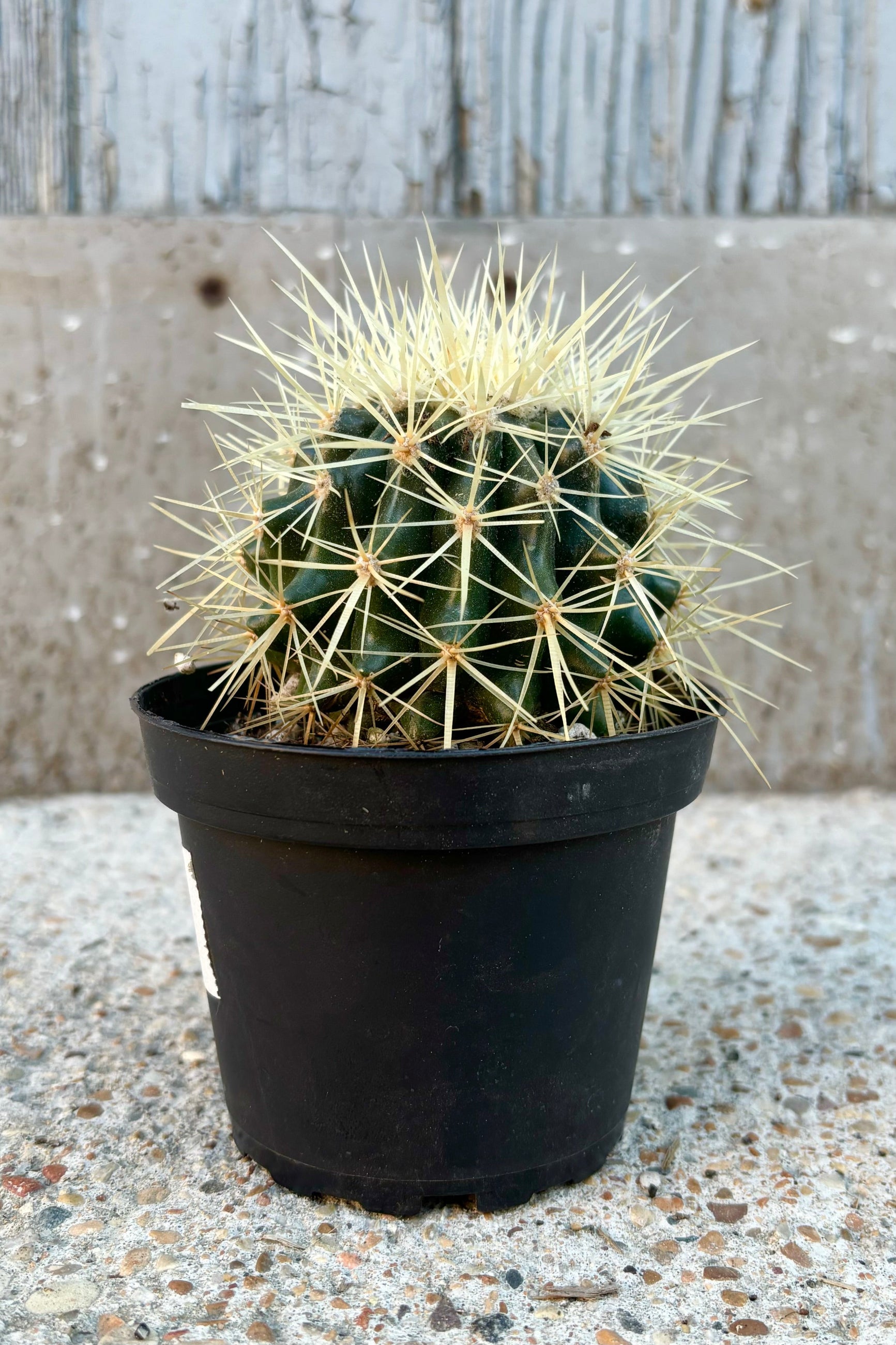 Image of round, green cactus with long golden spines covering the body of the cactus against grey wall at Sprout Home ©Sprout Home