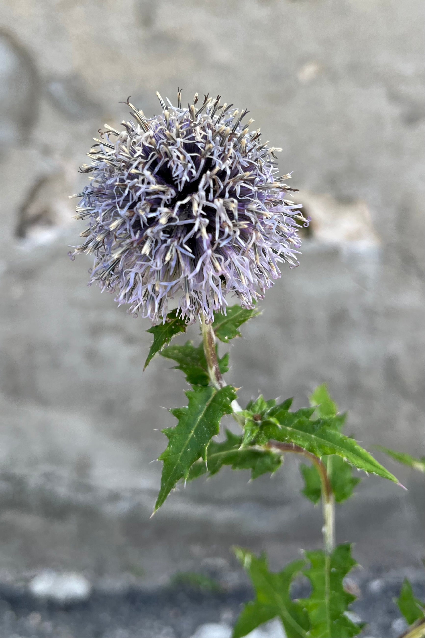 Detail of Globe thistle showing the end of the bloom cycle in mid-August at Sprout Home ©Sprout Home