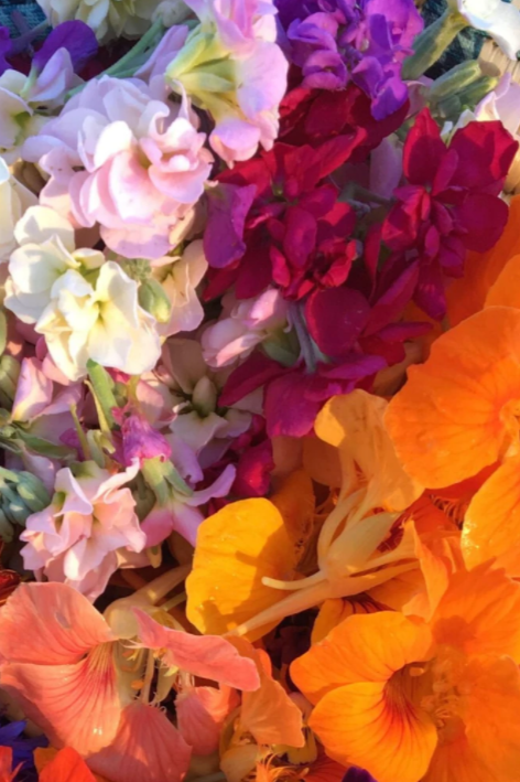 various edible flowers bunched together by Hudson Valley Seed Co.