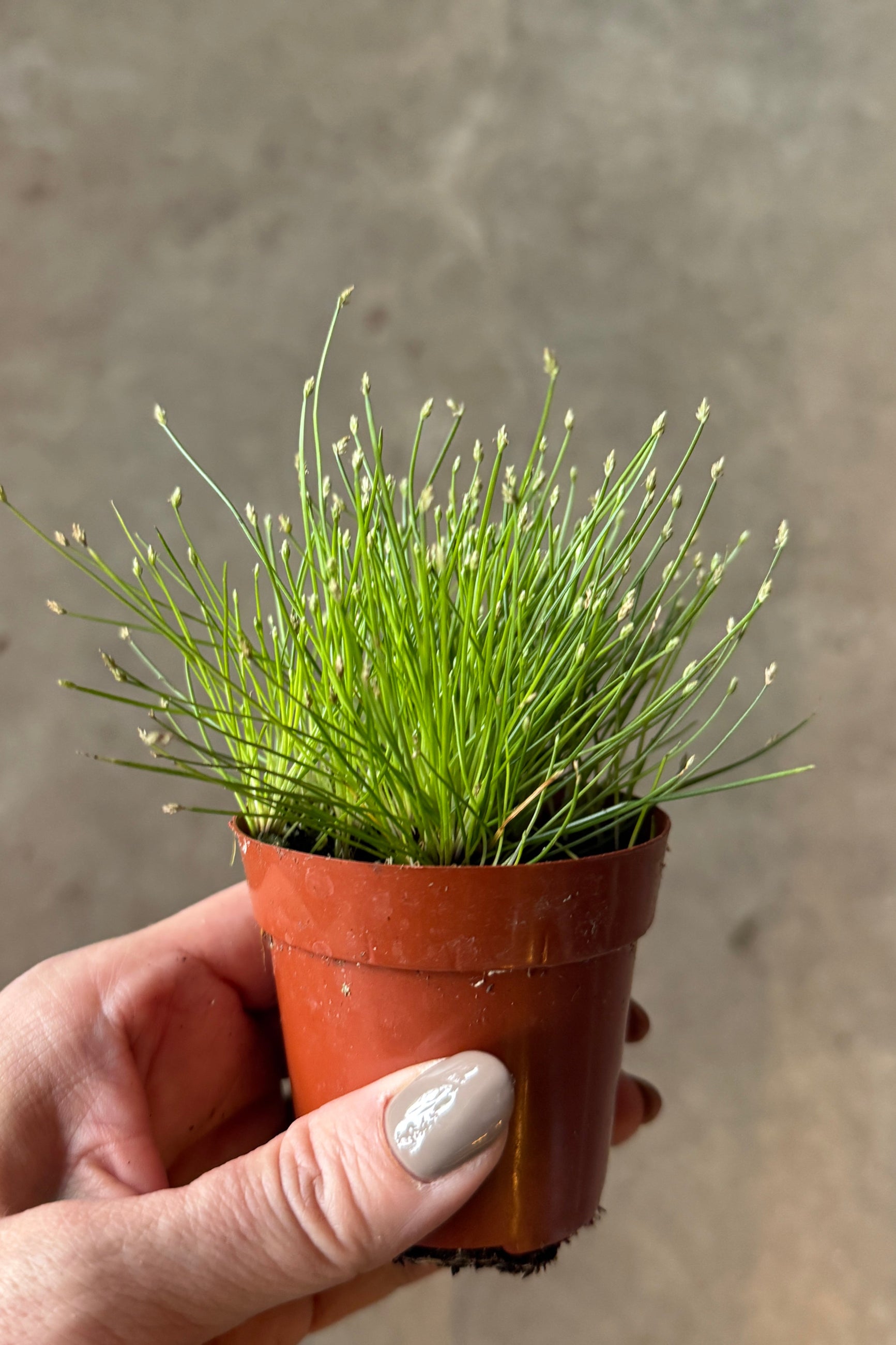 Eleocharis radicans "Bonsai Grass" in a 3" growers pot being held in hand ©Sprout Home