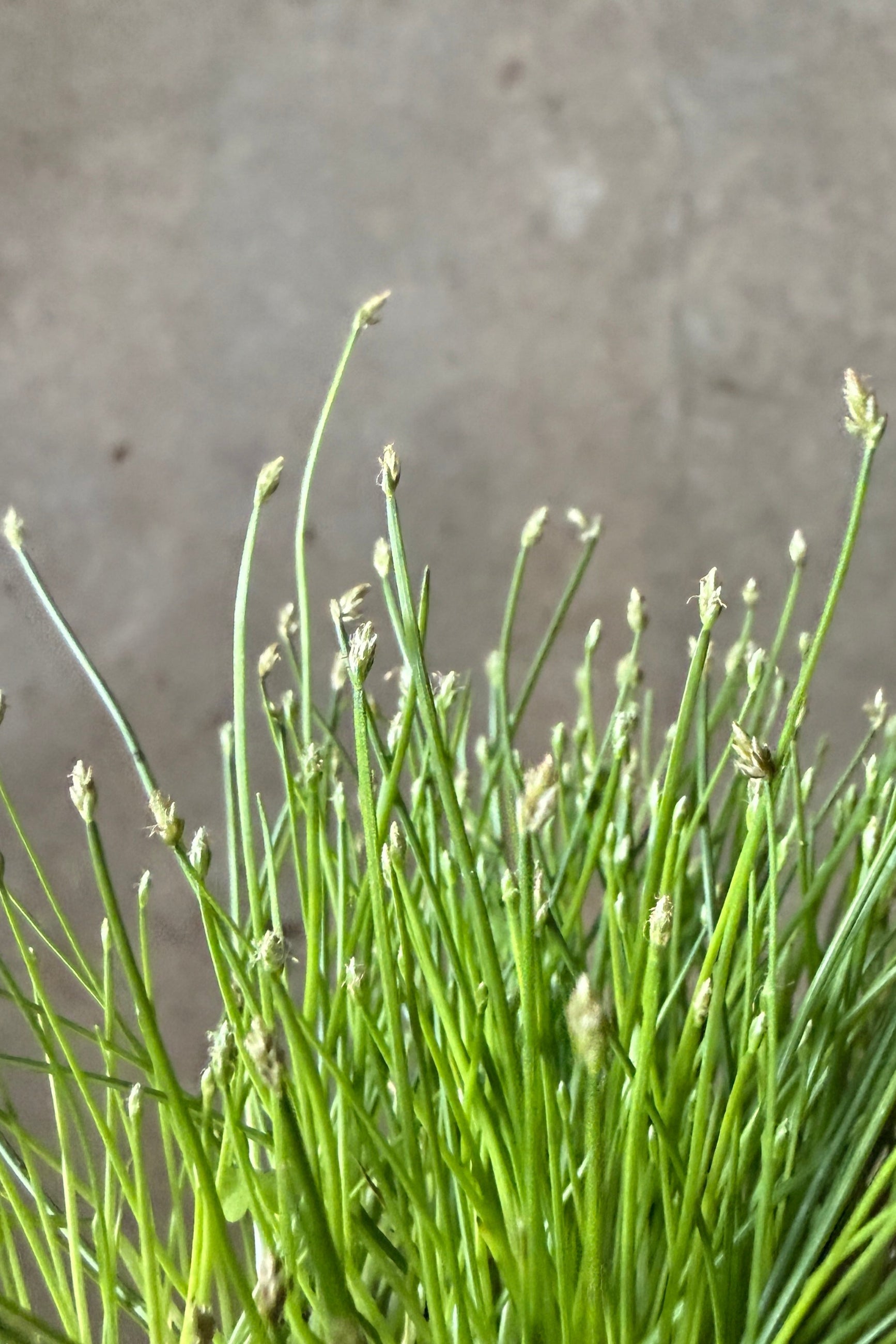 Close-up of Eleocharis radicans "Bonsai Grass" plant with a blurred gray background ©Sprout Home