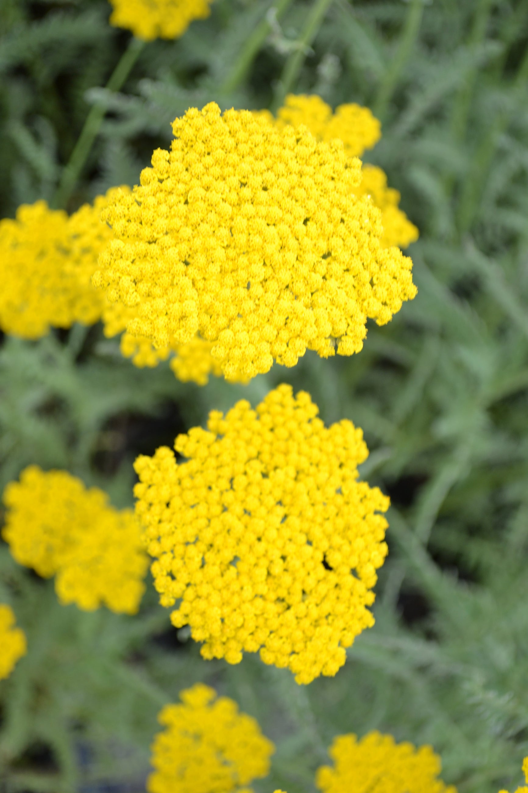 Achillea 'Coronation Gold' planted in mass and blooming its bright yellow flat top flowers ©Elite Growers
