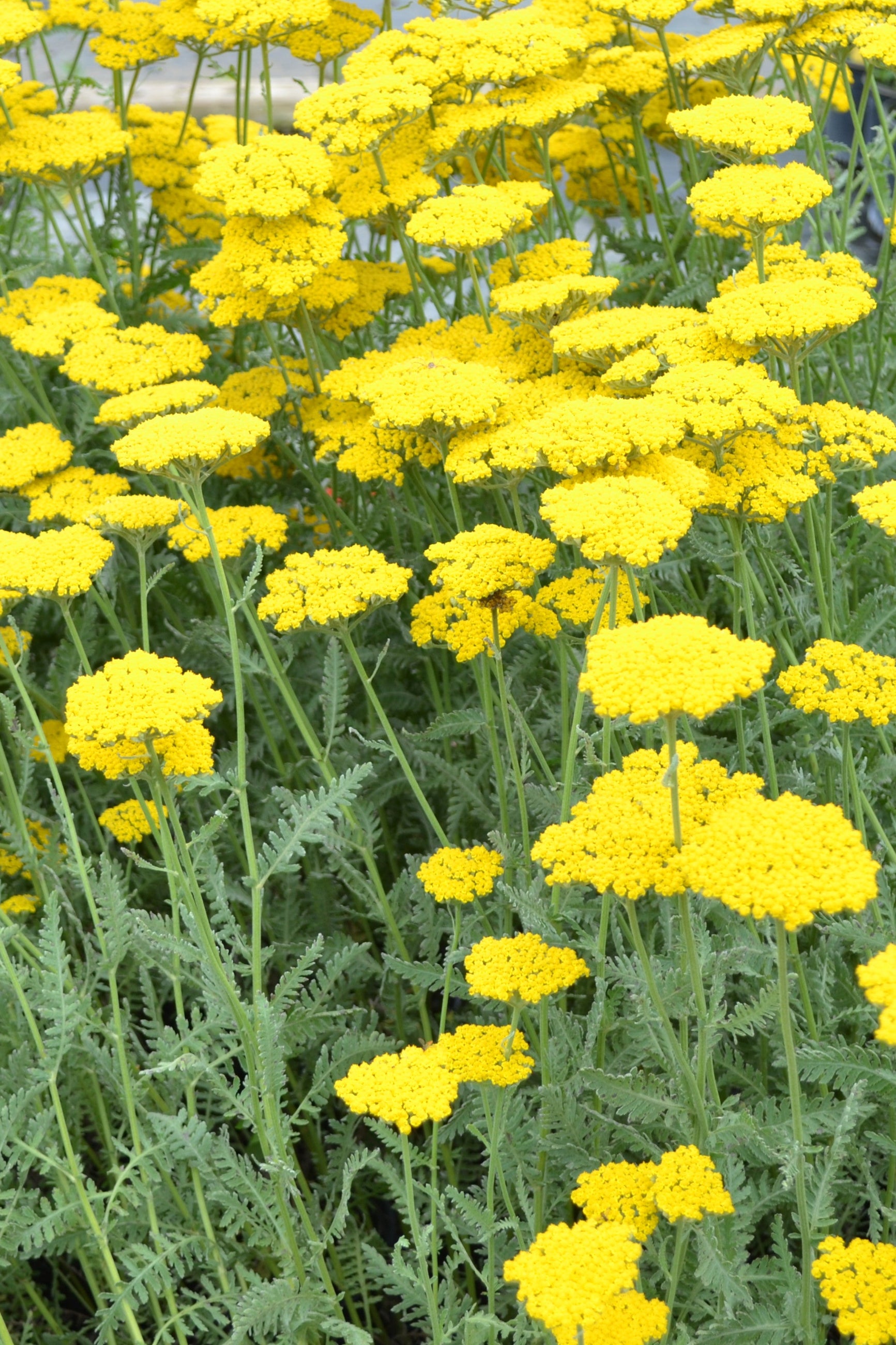 Achillea 'Coronation Gold' planted in mass and blooming its bright yellow flat top flowers ©Elite Growers