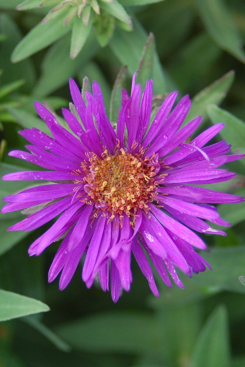 Aster 'Purple Dome' purple flower up close ©Elite Growers