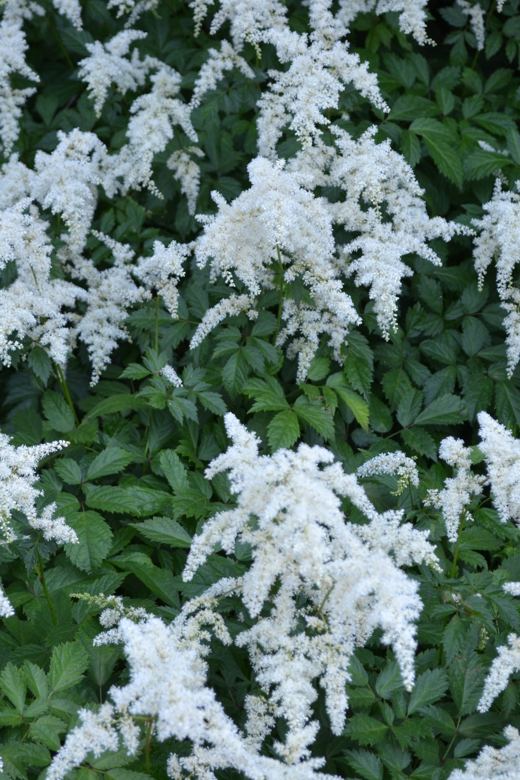 A mass planting of Astilbe 'Bridal Veil' in bloom at the Morton Arboretum ©Elite Growers