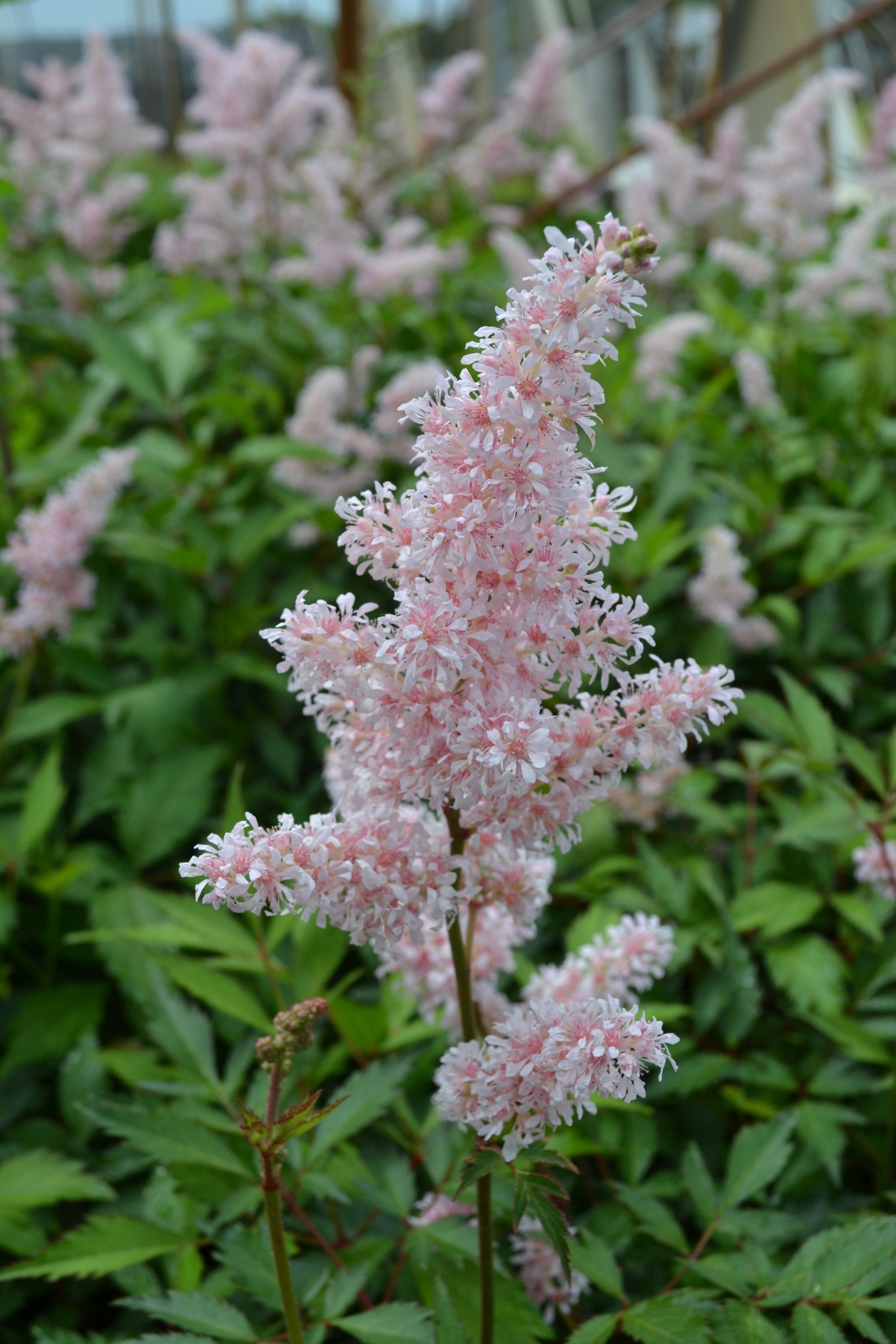 Astilbe 'Peach Blossom' blooms up close ©Elite Growers