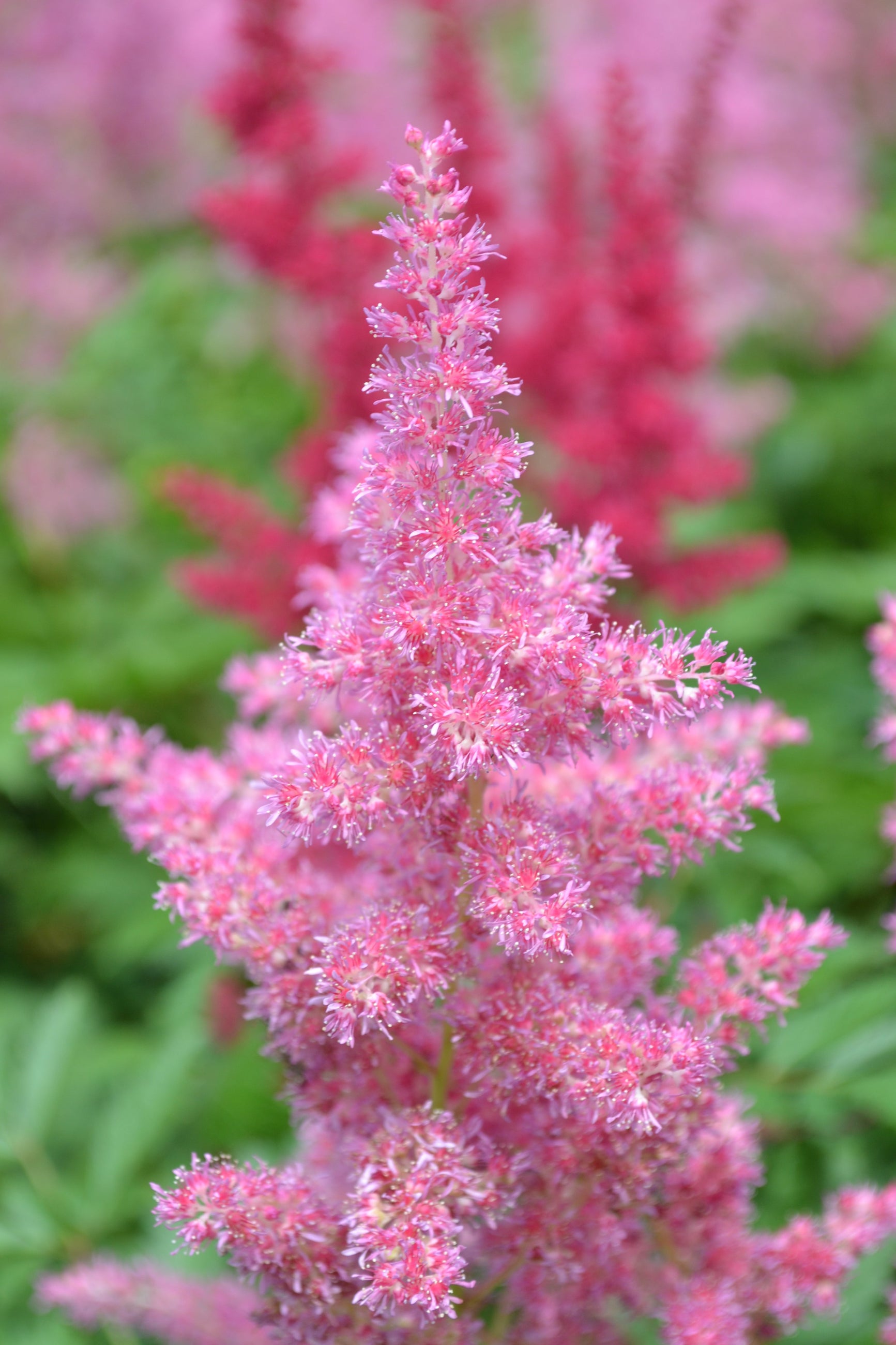 A close of up of the pink flowers of Astilbe 'Rheinland' ©Elite Growers