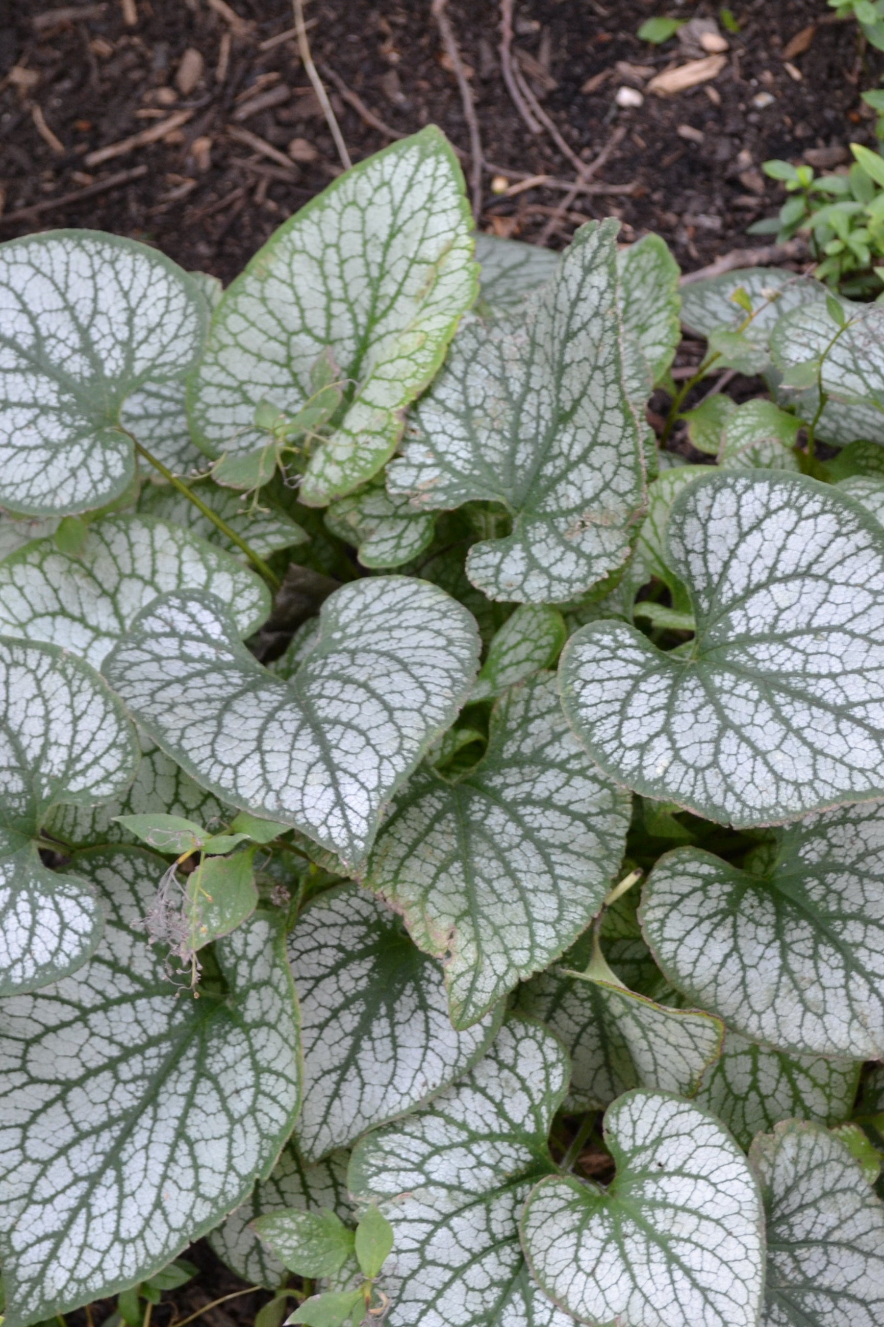 Brunnera 'Jack Frost' leaves with its silver and green patterns ©Elite Growers