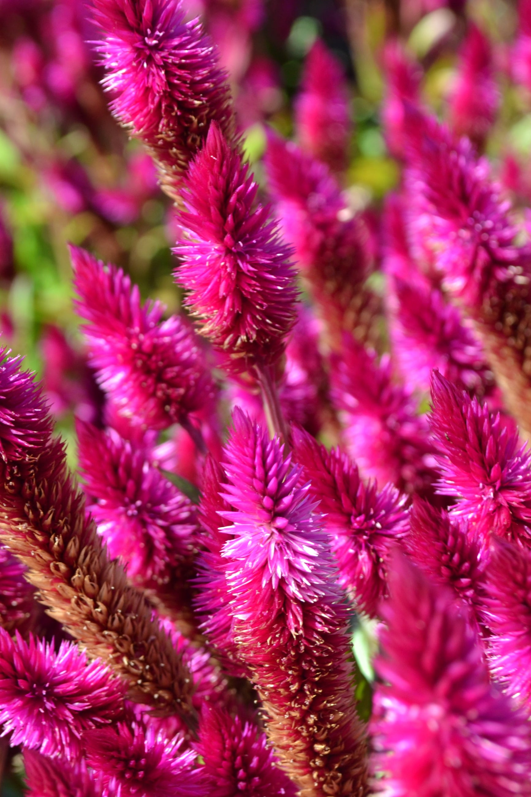 Celosia 'Intenz Dark Purple' planted en mass and showing a close up of the blooms ©Elite Growers