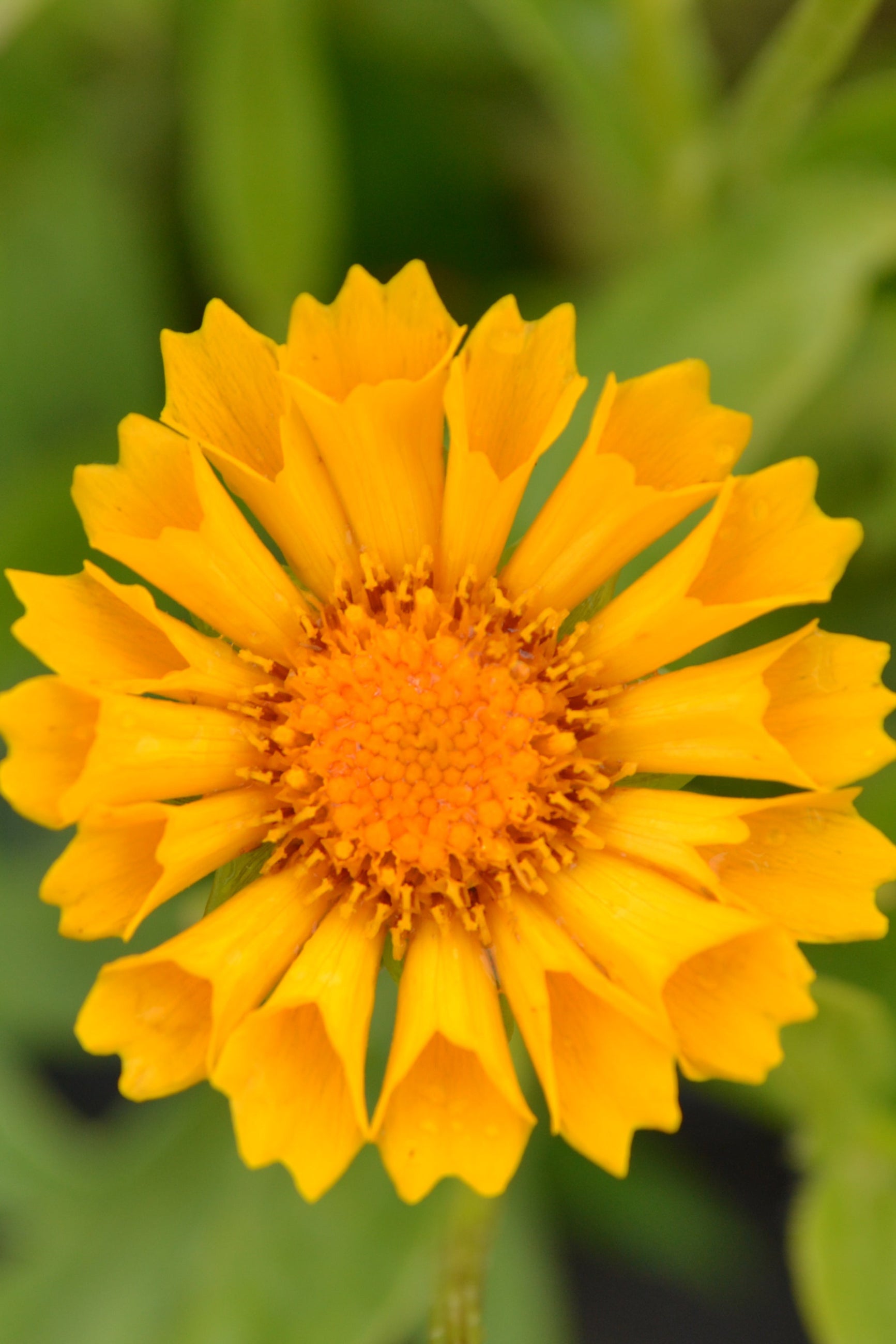 Coreopsis 'Jethro Tull' yellow flower up close ©Elite Growers