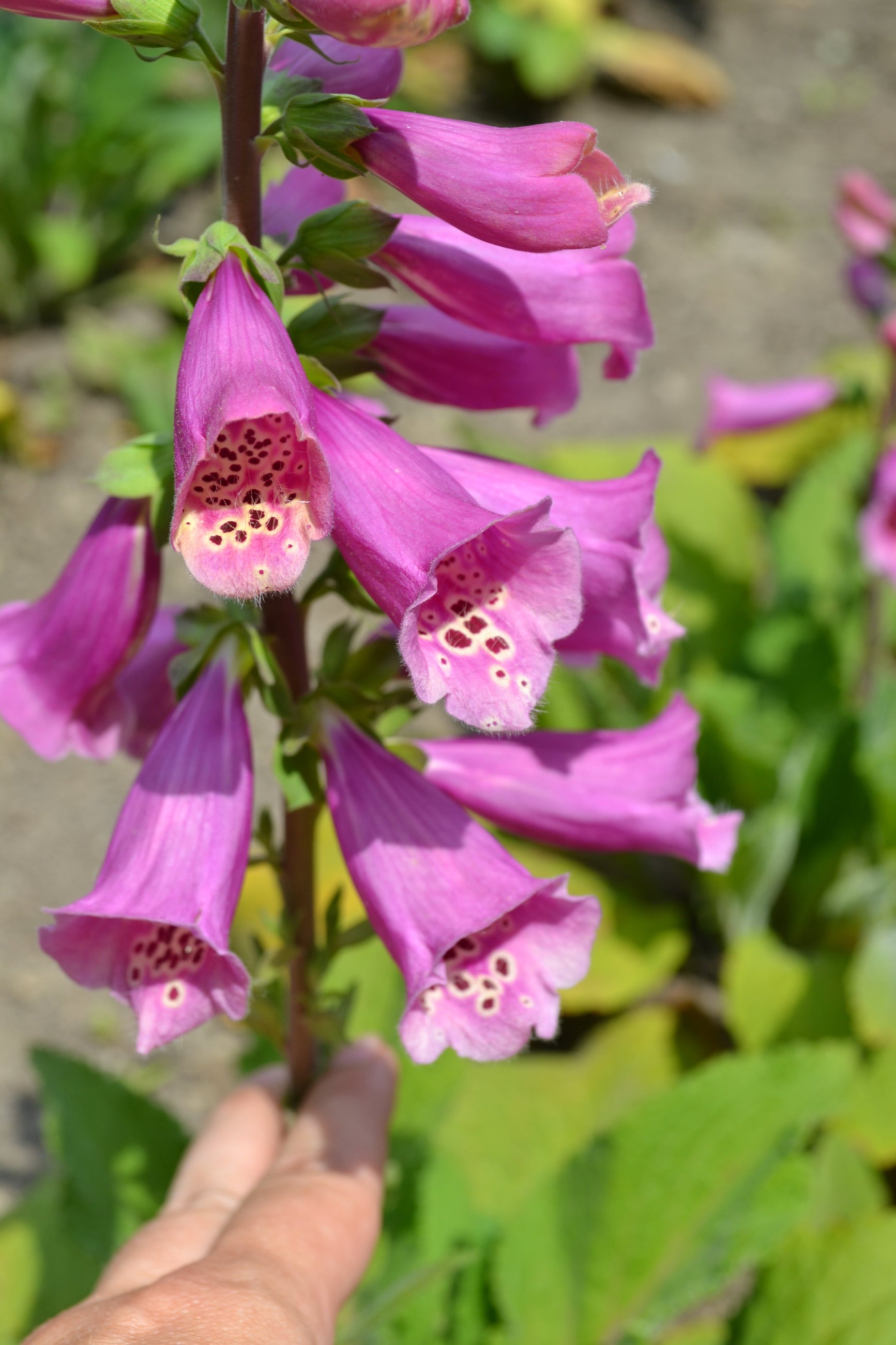 Digitalis 'Camelot Rose' in bloom and up close ©Elite Growers