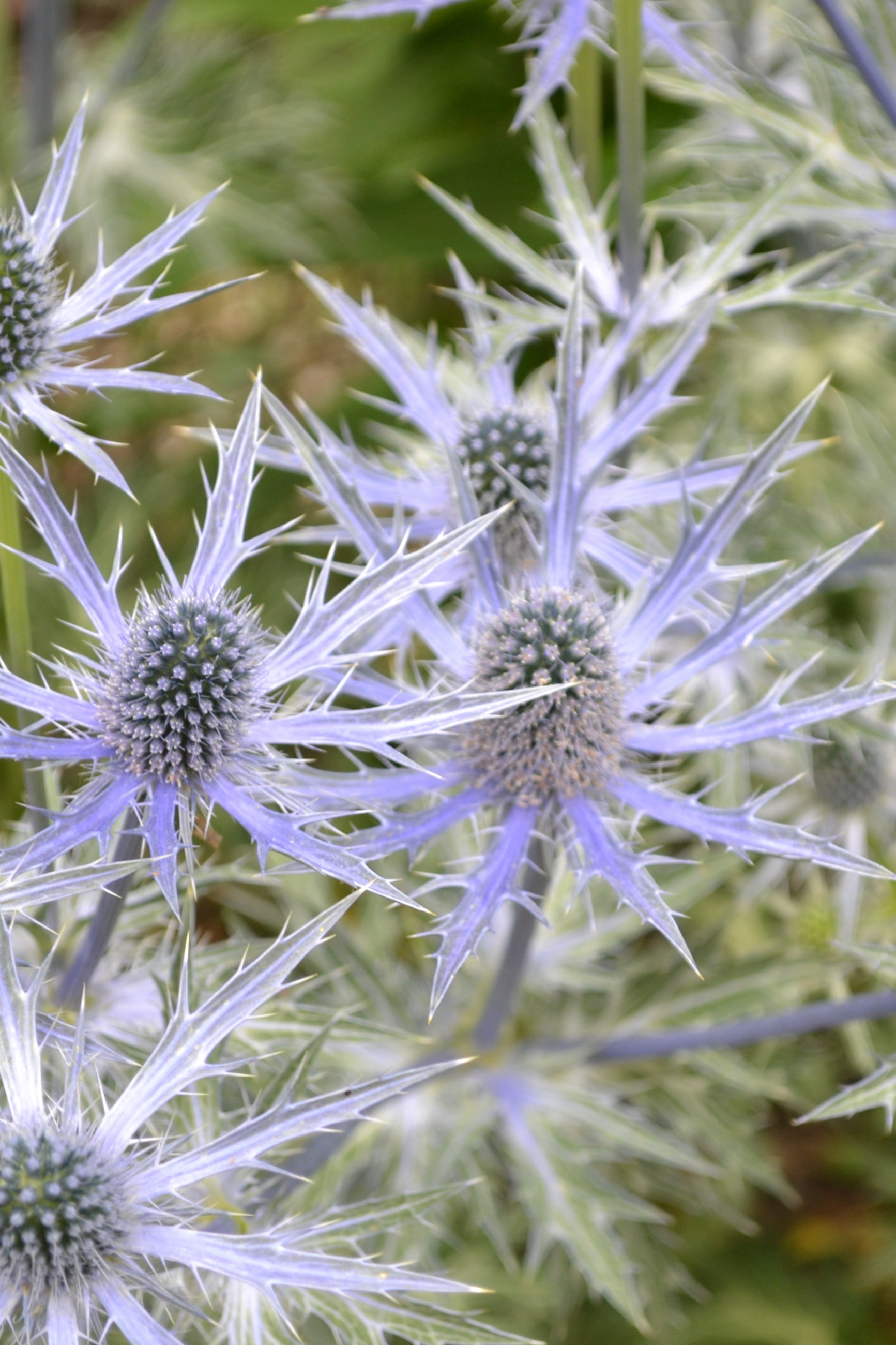 Eryngium 'Big Blue' detail image of the flowers up close ©Elite Growers