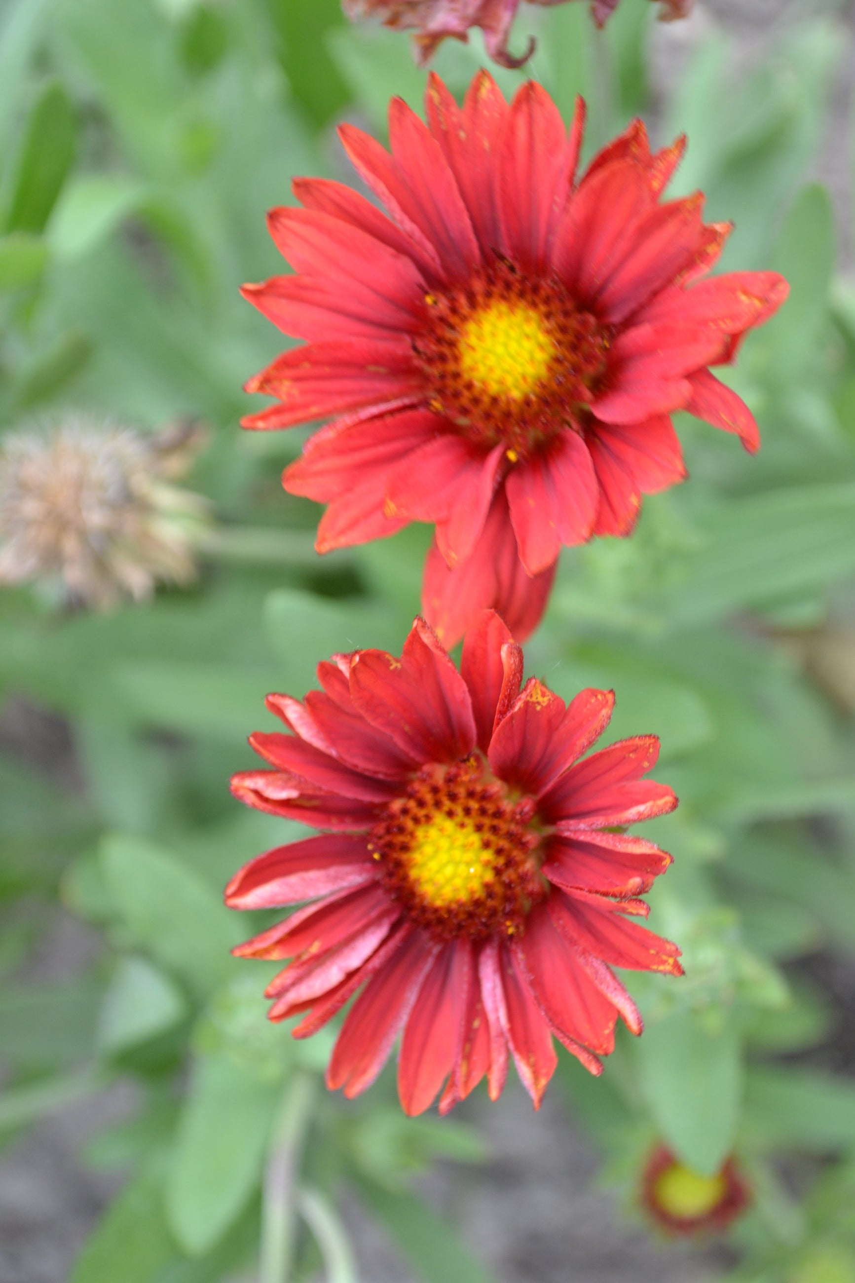 Gaillardia 'Mesa Red' red flowers up close ©Elite Growers