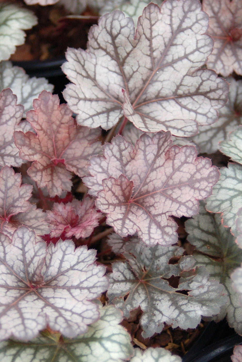Heuchera 'Glitter' up close with the silver burgundy leaves ©Elite Growers