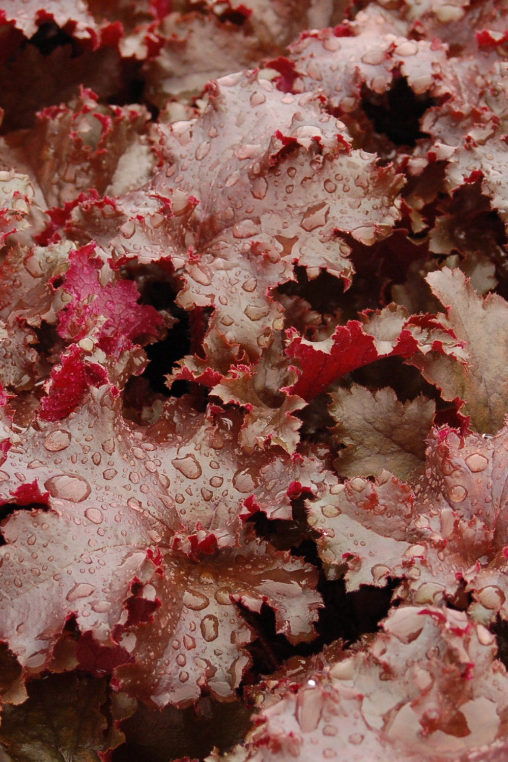 Heuchera 'Mahogany' up close with its burgundy leaves ©Elite Growers