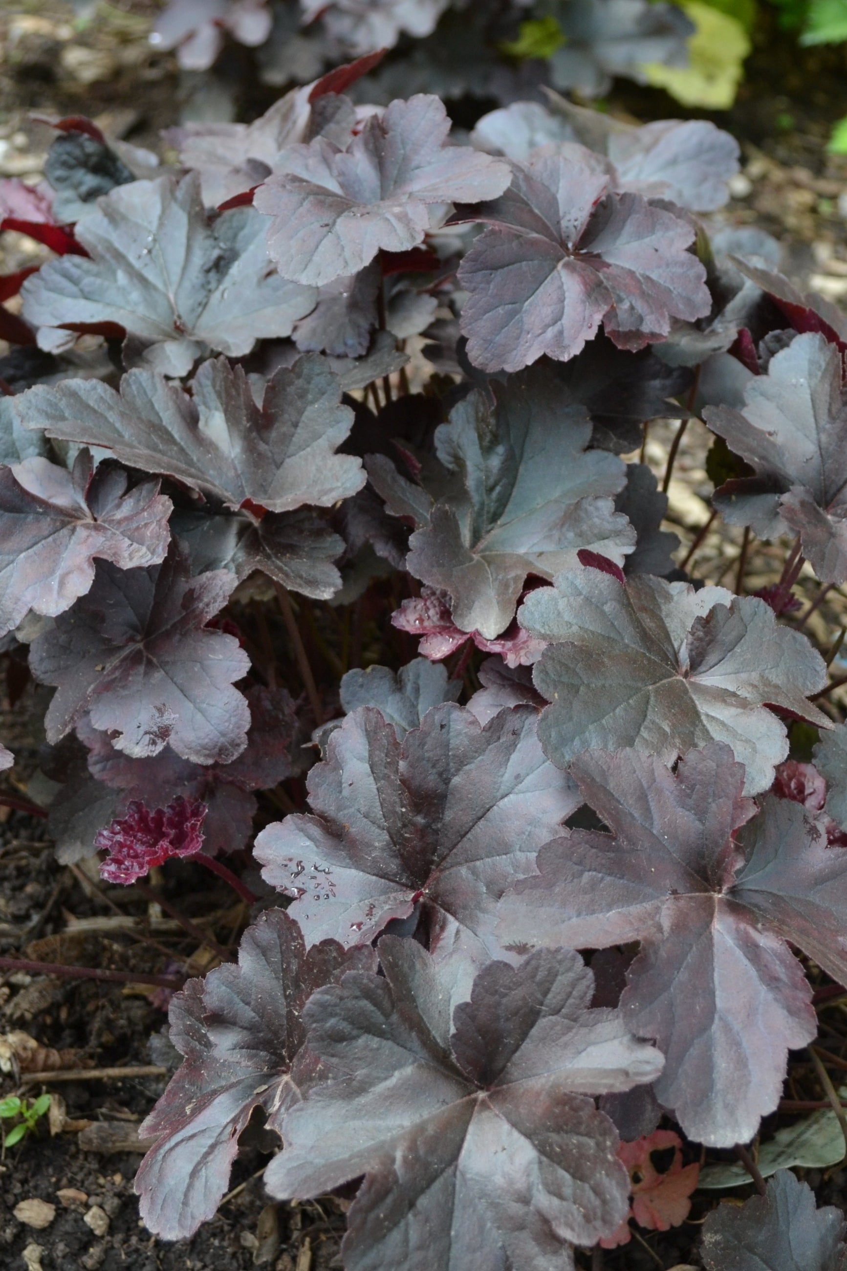 Heuchera 'Obsidian' with its dark leaves at the Morton Arboretum ©Elite Growers