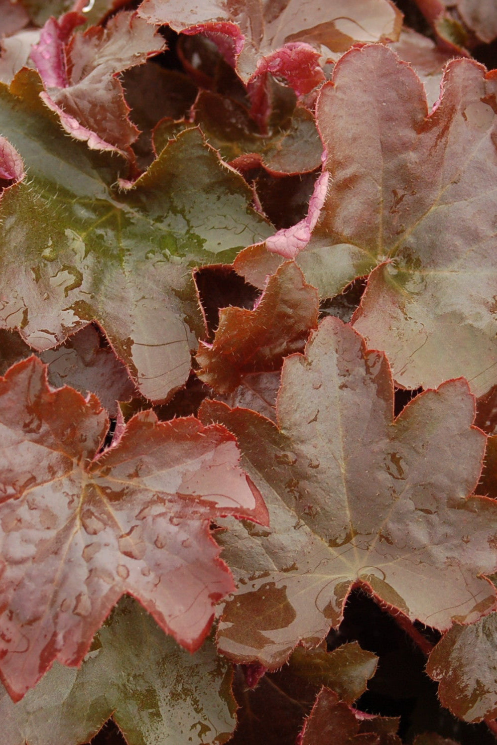 Heuchera 'Palace Purple' dark leaves up close ©Elite Growers