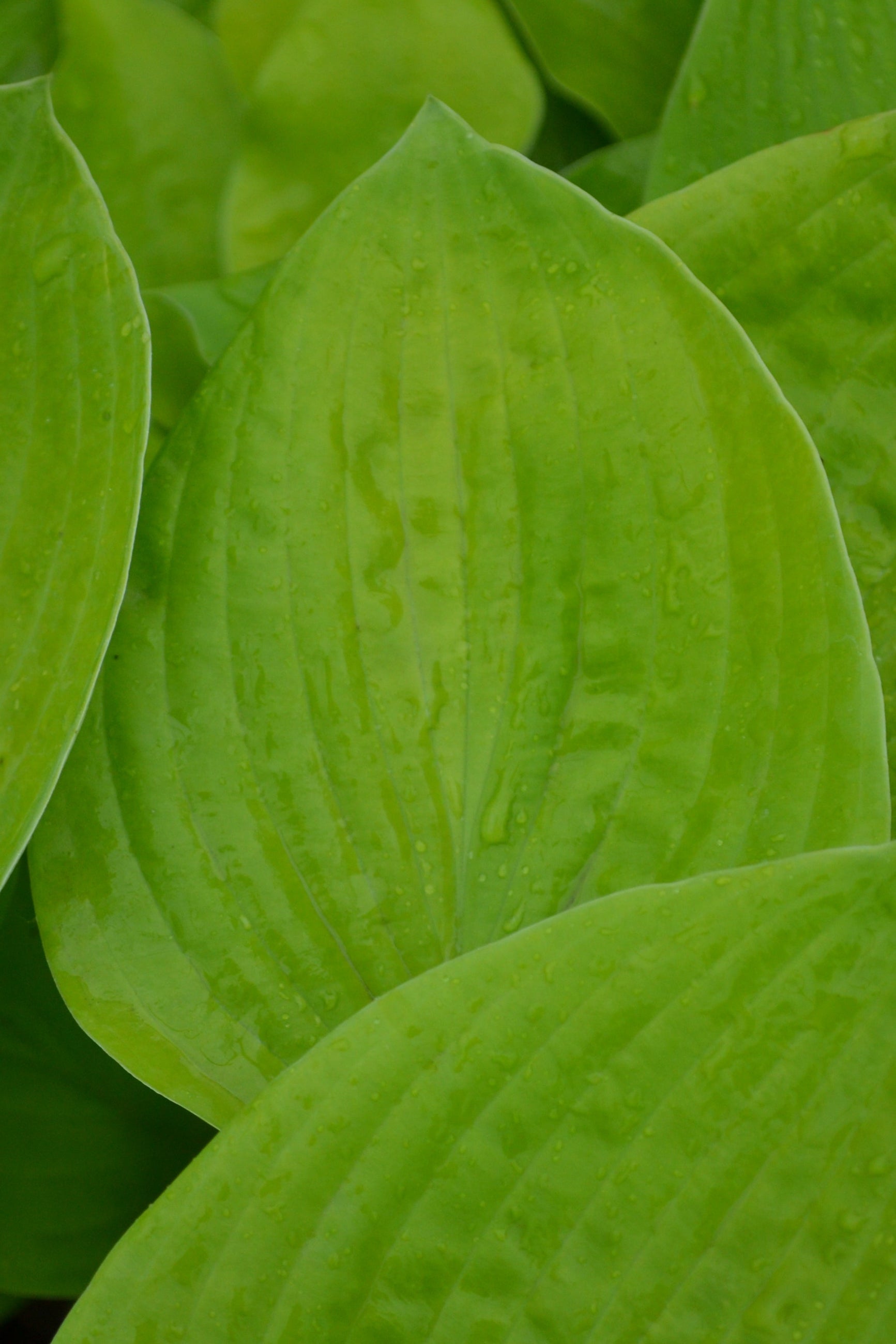 Hosta 'August Moon' up close showing the bright green round leaves ©Elite Growers