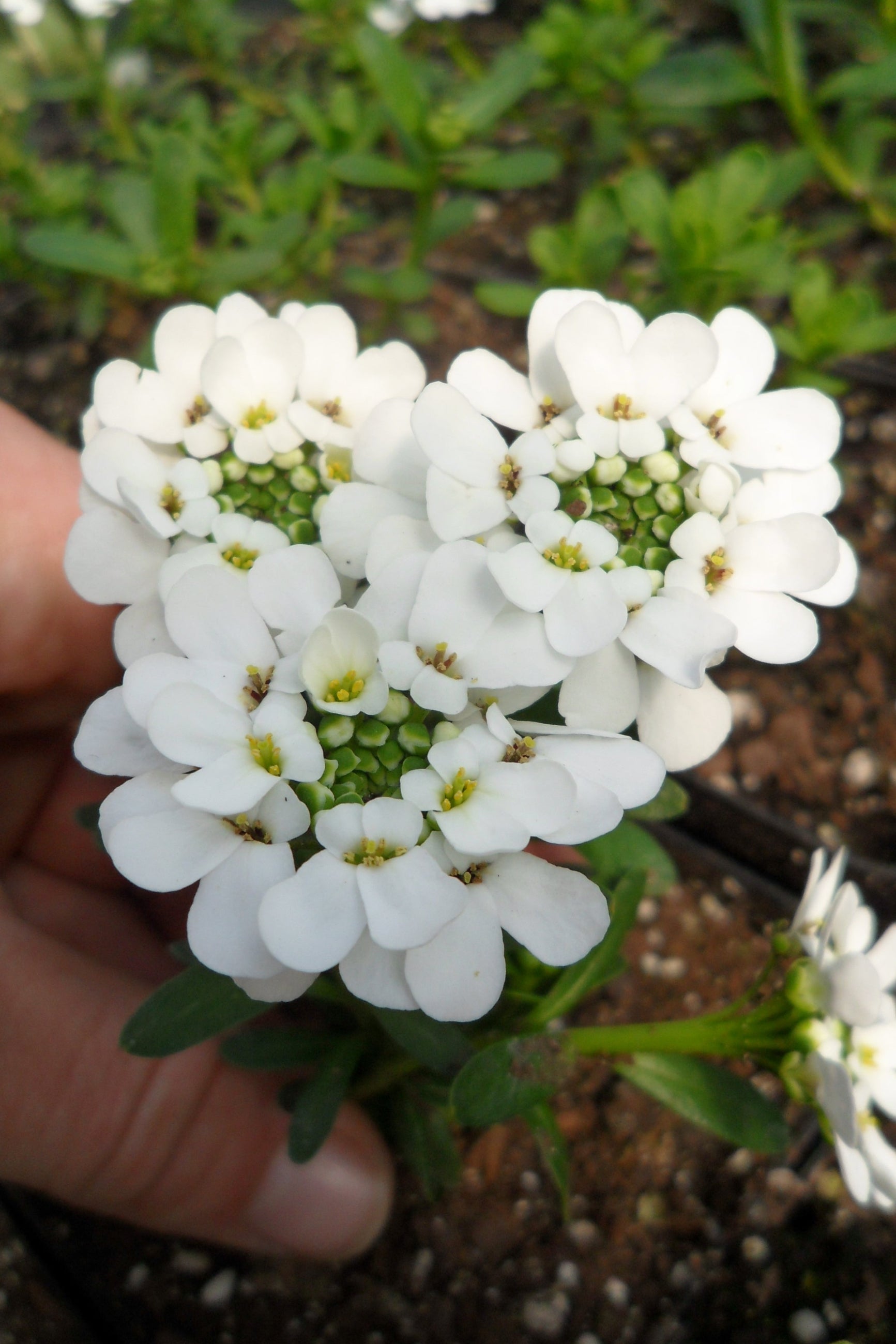 Iberis 'Purity' in bloom with its white flowers ©Elite Growers