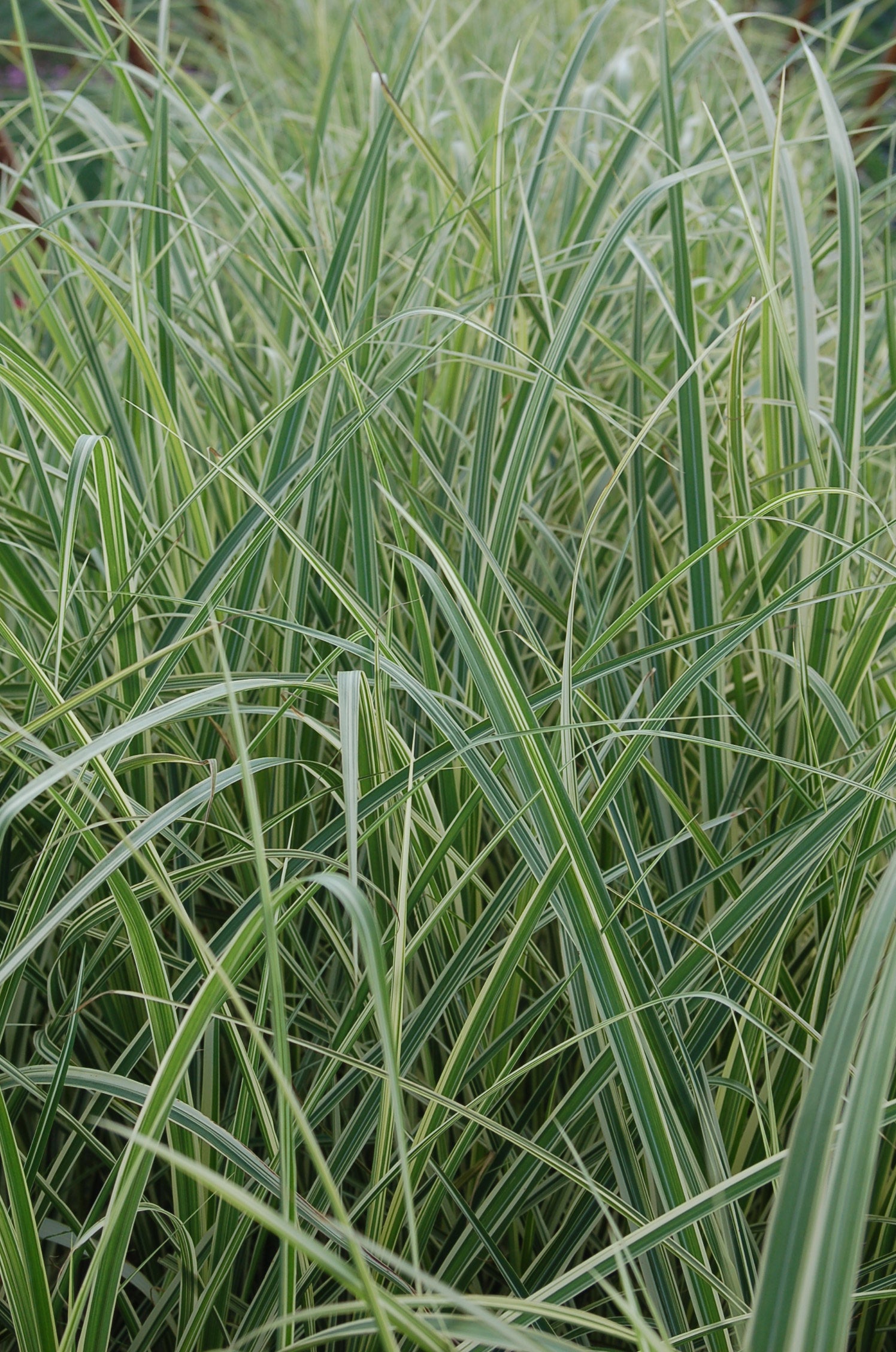 Miscanthus 'variegatura' green and green striped leaves ©Elite Growers