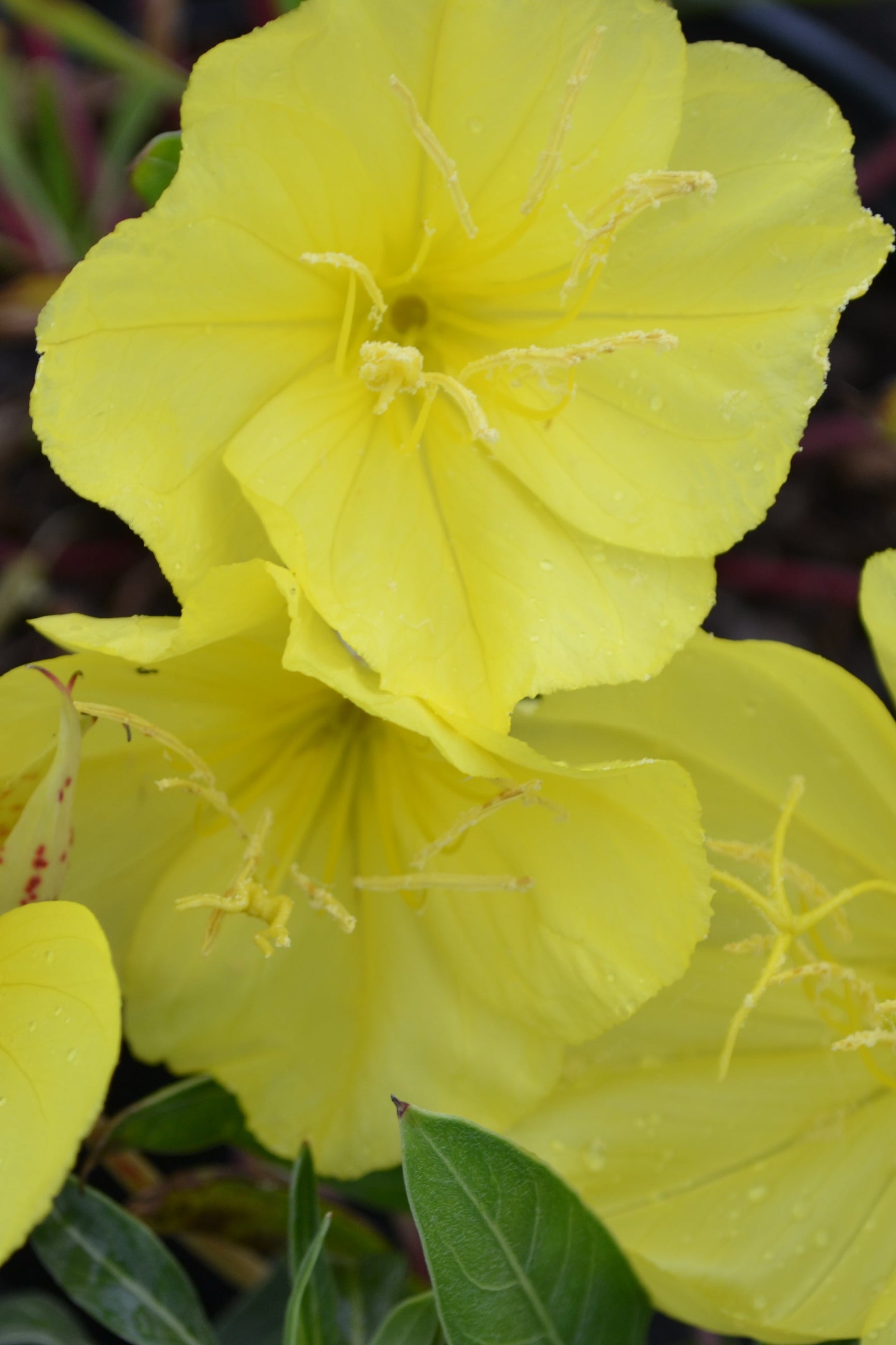 The yellow flowers of Oenothera missouriensis up close ©Elite Growers